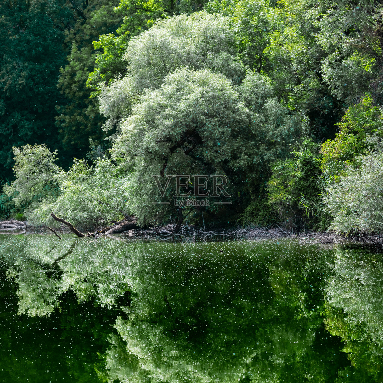树的花粉在郁郁葱葱的法国湖边飞舞，在平静的水面上有美丽的倒影照片摄影图片