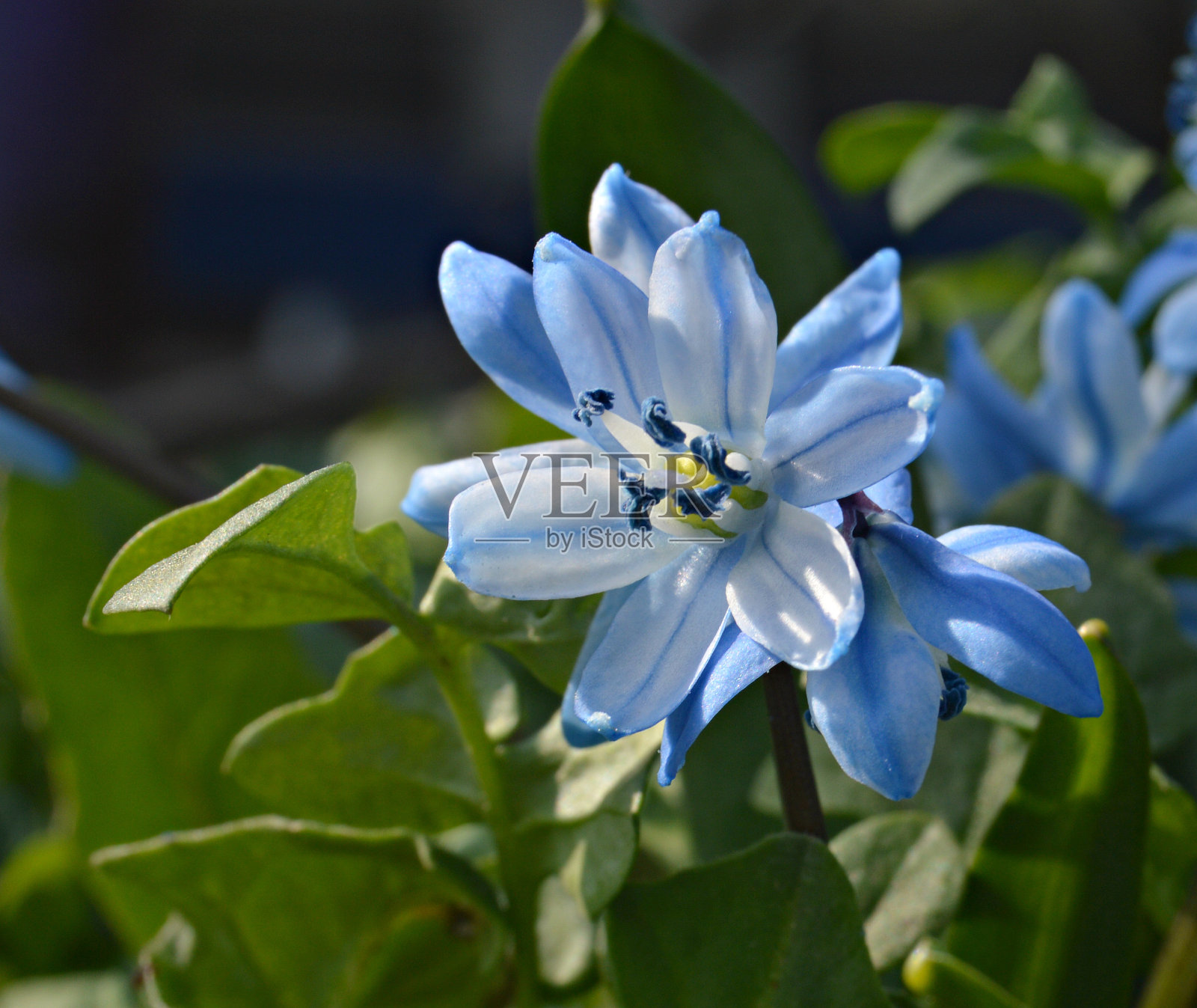 蓝花叫锡拉照片摄影图片