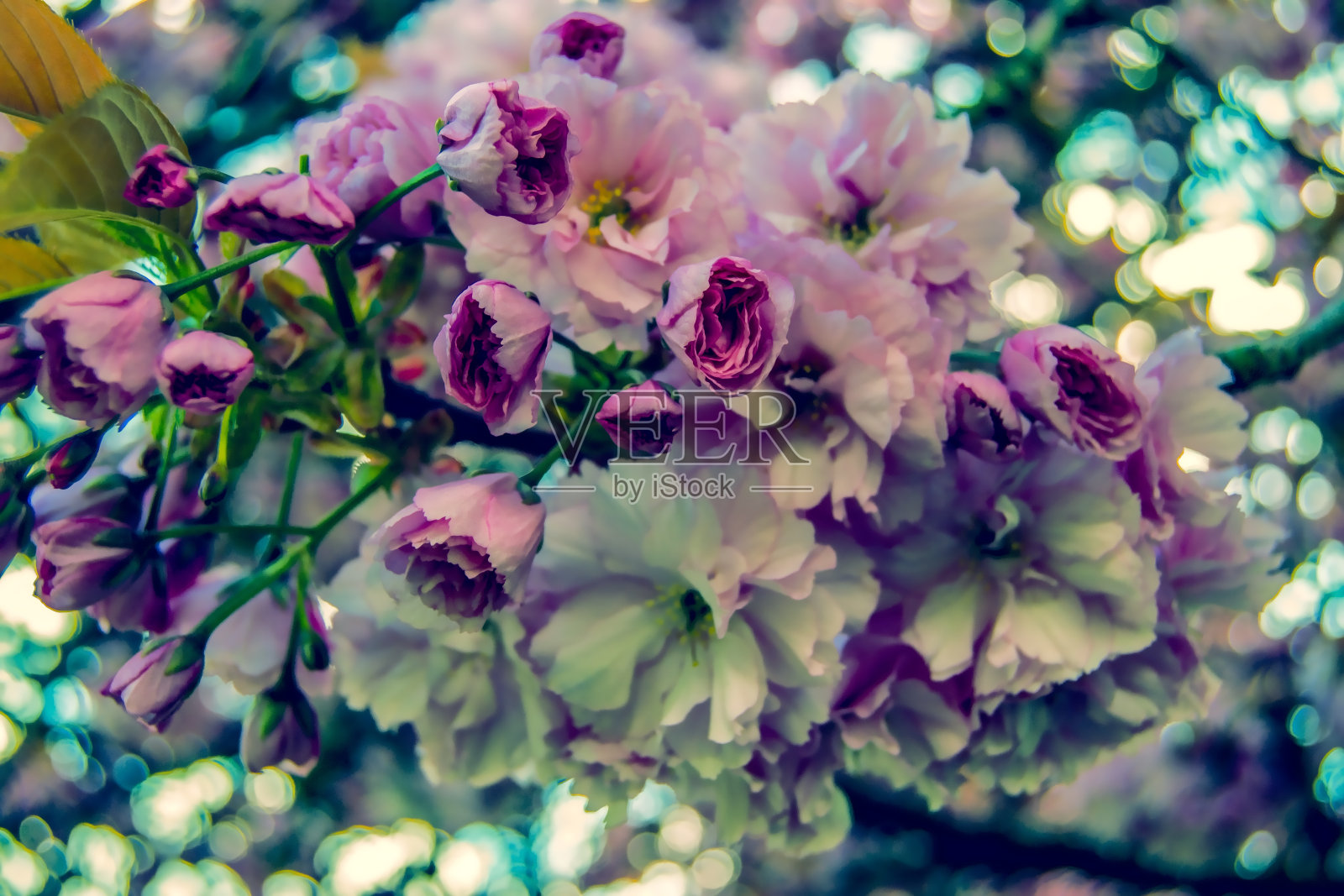 鲜花盛开的树照片摄影图片