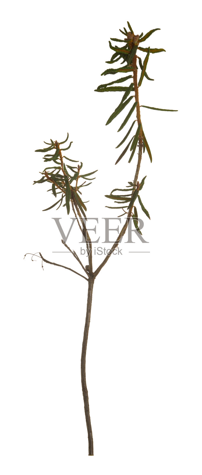 沼泽拉布拉多犬茶、绒毛杜鹃花植物在秋季孤立在白色背景上照片摄影图片