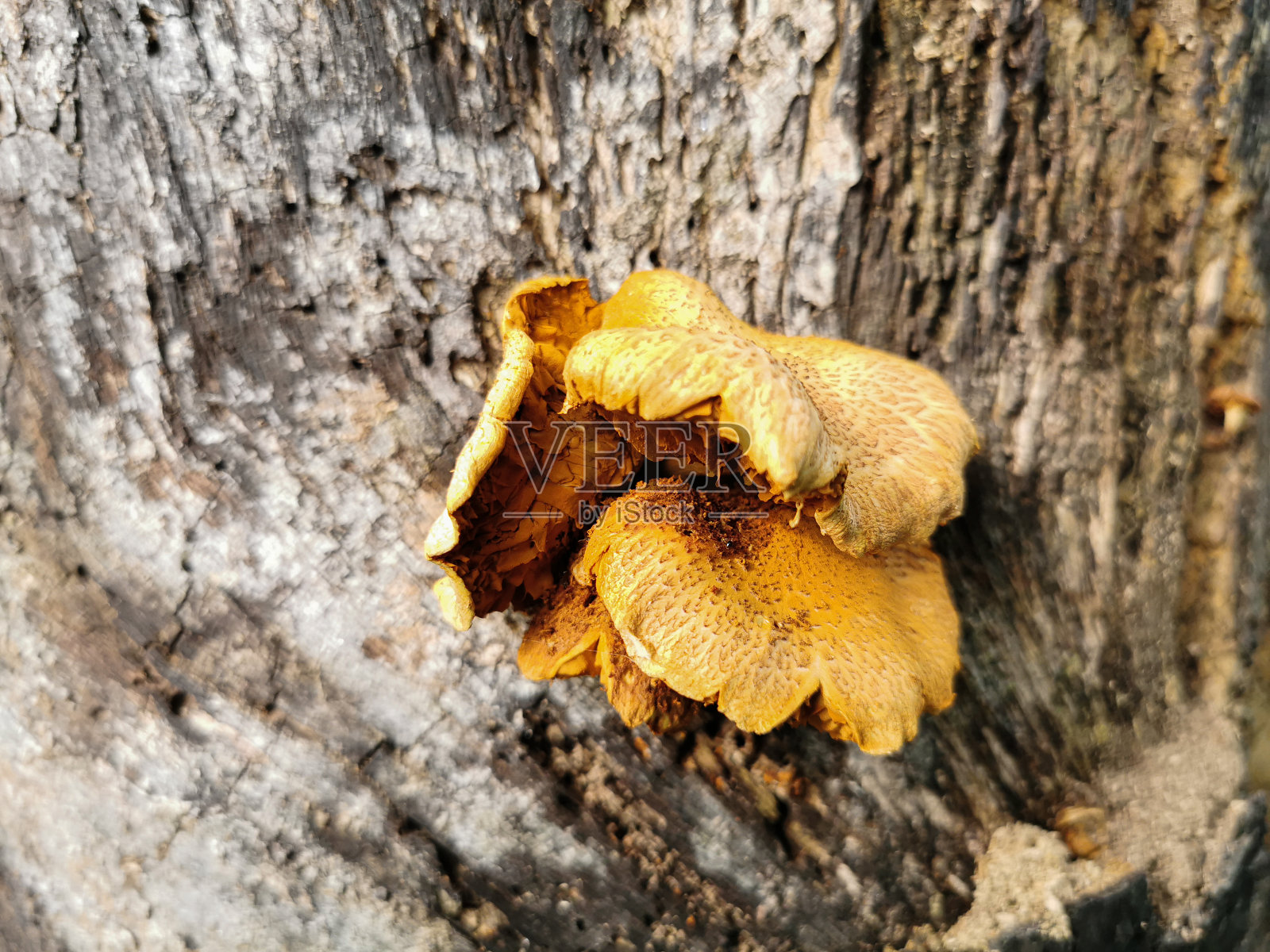 一种学名为毛竹的蘑菇，生长在干木皮上照片摄影图片