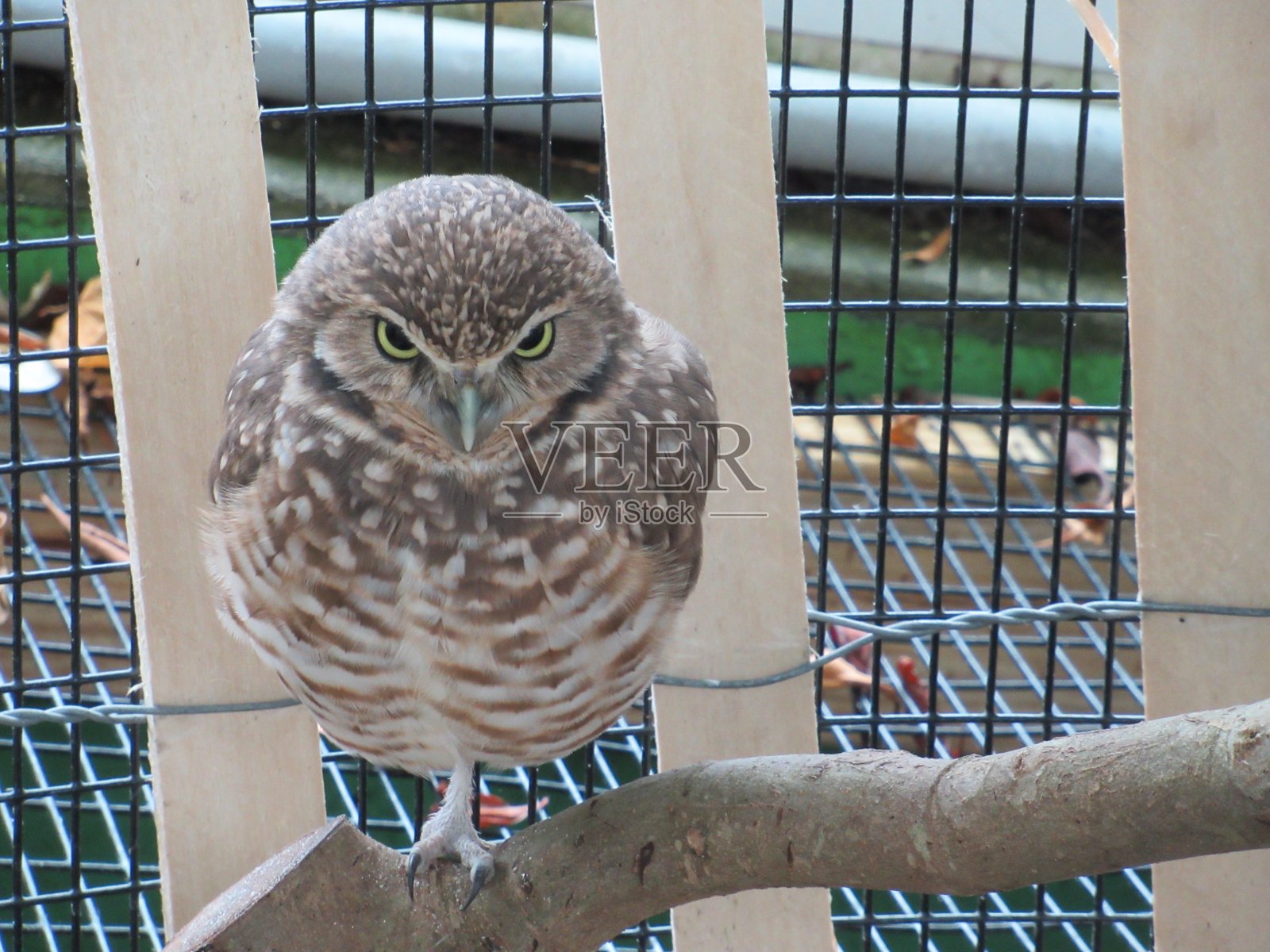 穴居猫头鹰照片摄影图片