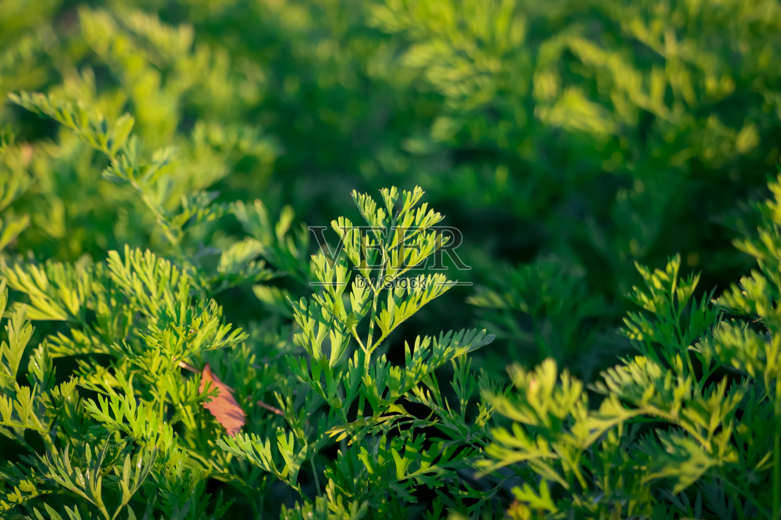 白萝卜生长在花园的苗床上。园旗背景以白萝卜为主，萝卜植株在沙土中，近处。园艺背景与萝卜植物，照片摄影图片