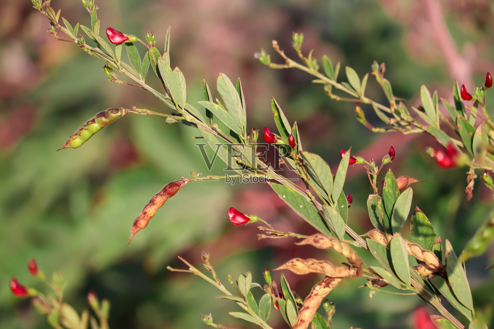 鸽子豆或tuvar豆在植物上带花，图尔豆树在地里是农业是食物所以绿色的豌豆。照片摄影图片