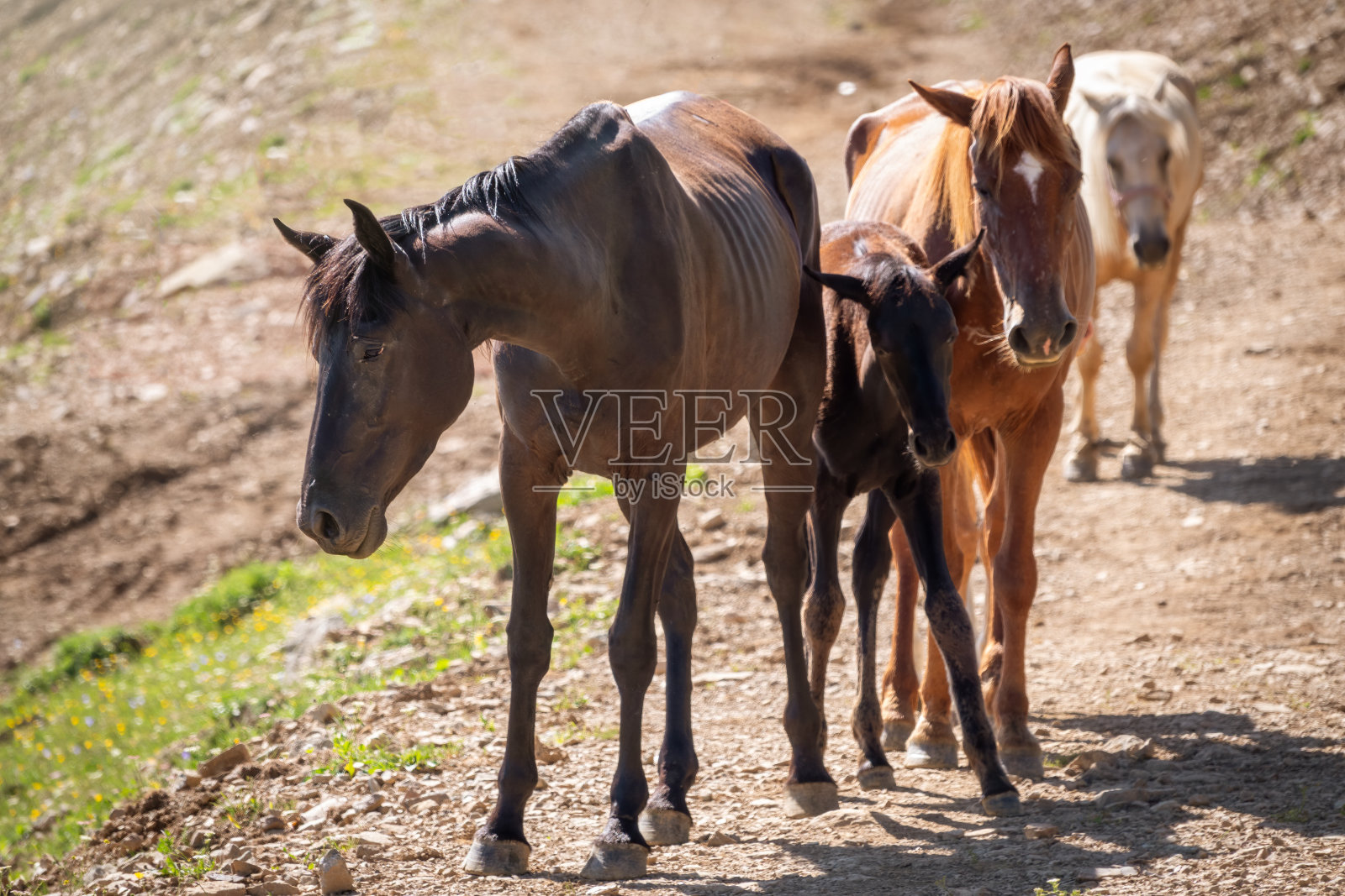 几匹马正沿着山路行进。照片摄影图片
