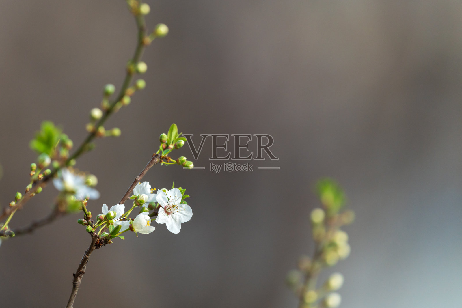 春季果树开花照片摄影图片