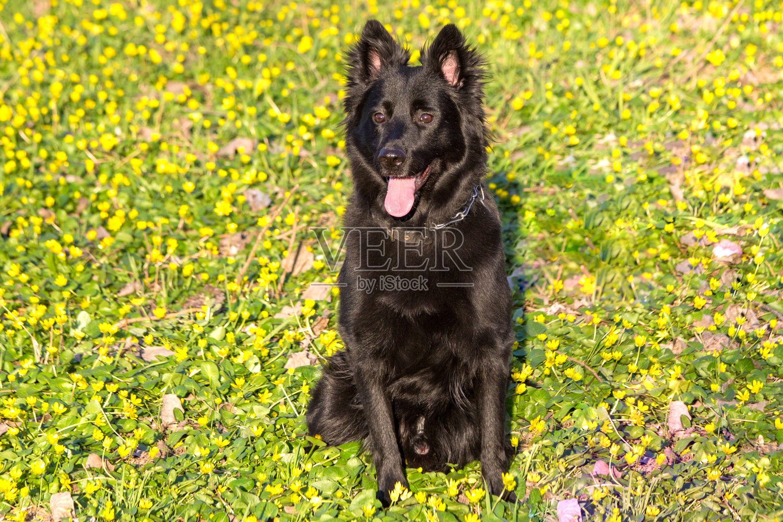 动物黑狗坐在花草地在春天照片摄影图片