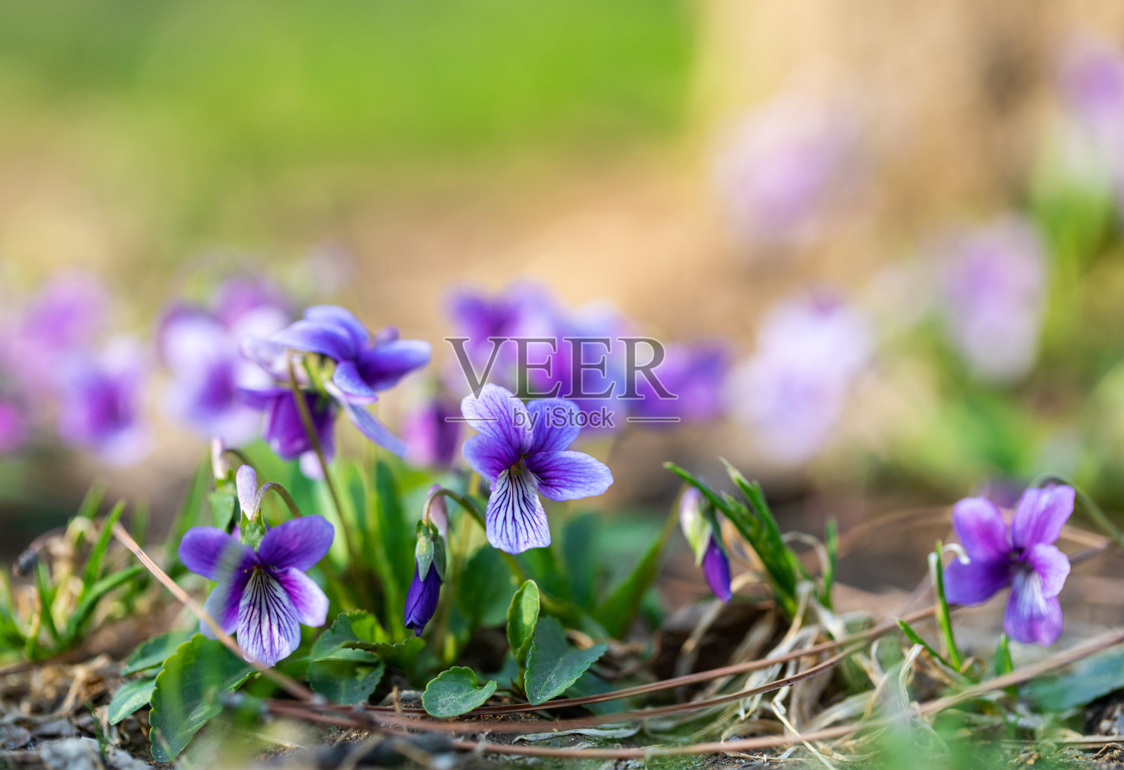 野花照片摄影图片