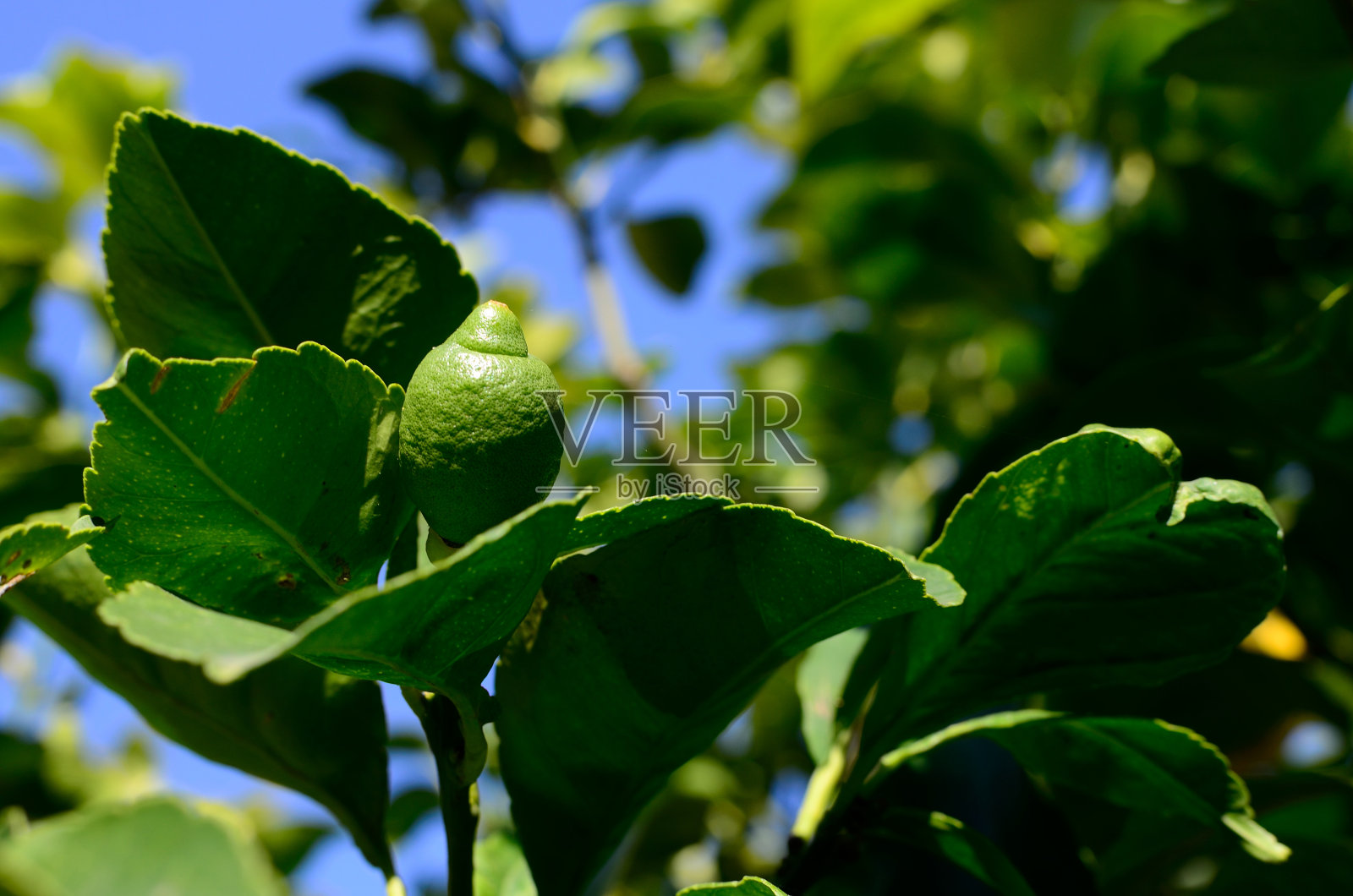 柠檬生物照片摄影图片