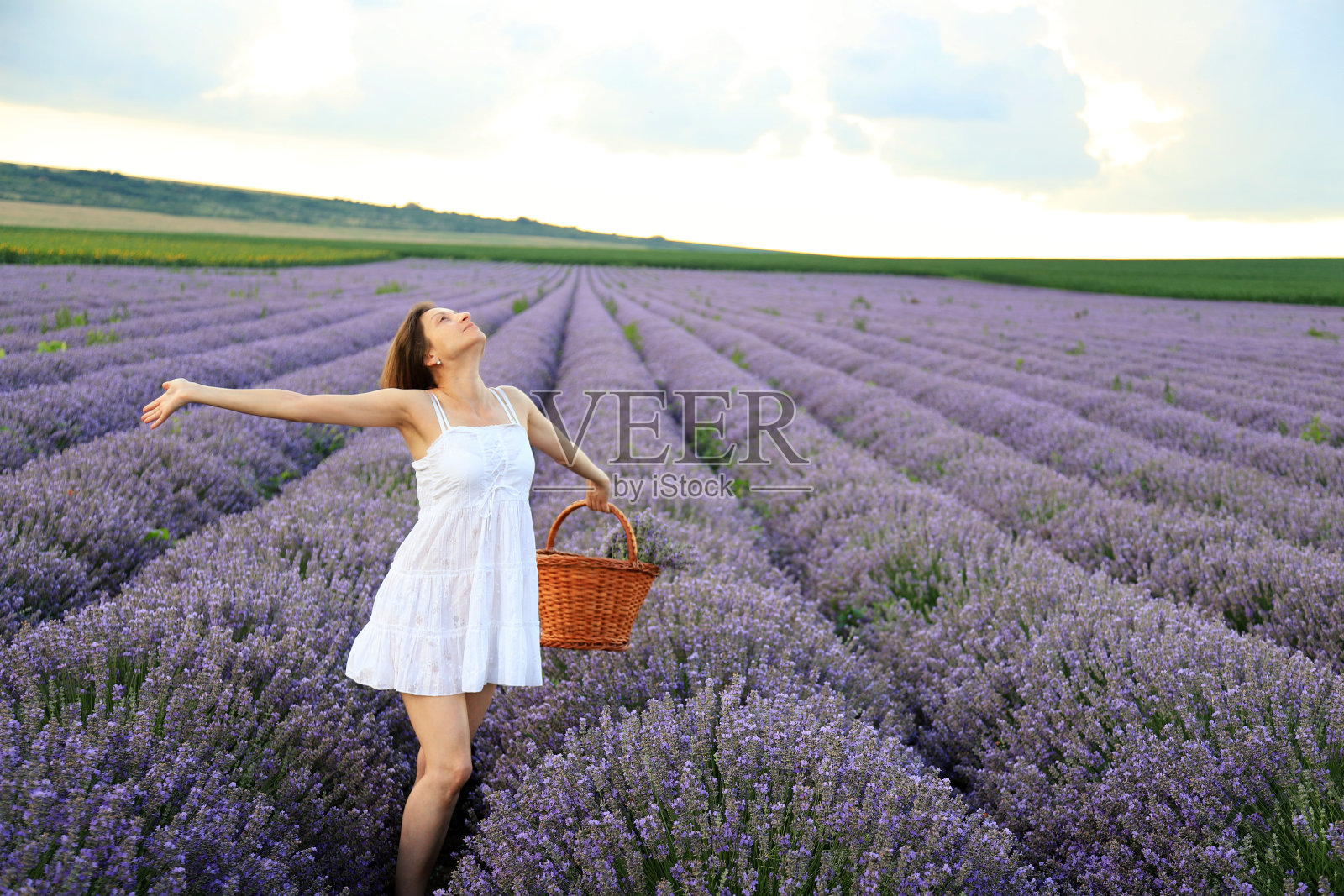 薰衣草田中身穿白色连衣裙的孕妇照片摄影图片