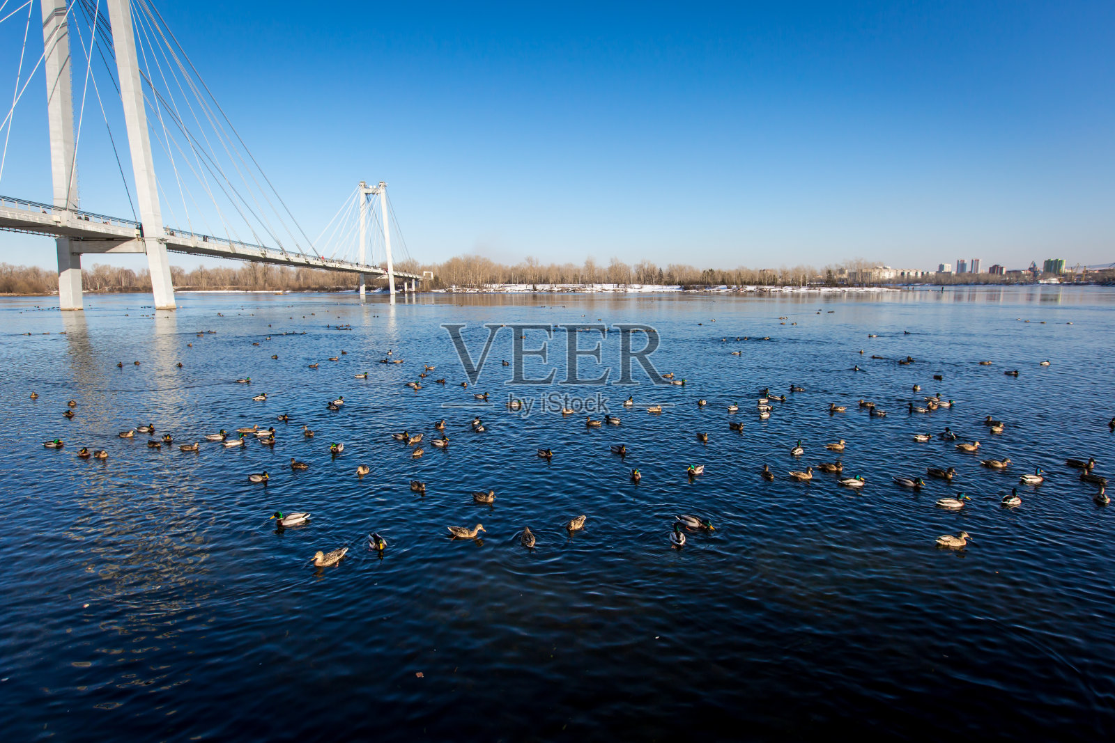 河上的斜拉桥。照片摄影图片