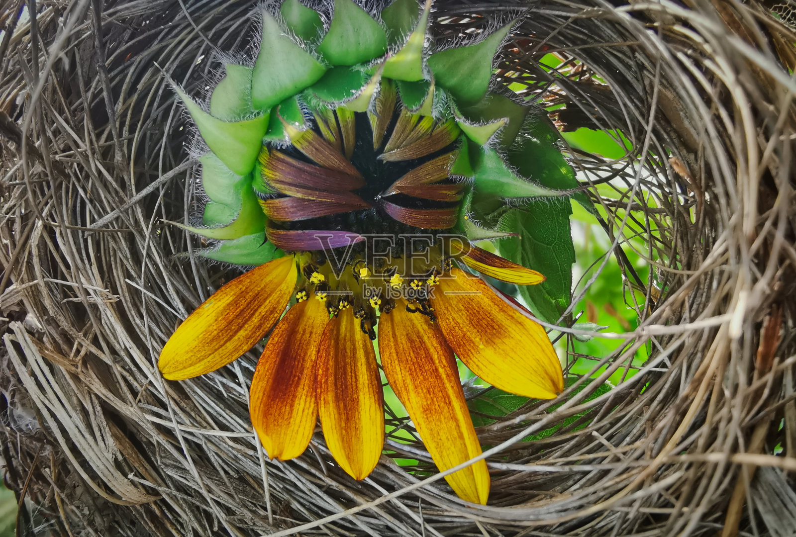 对象照片摄影图片