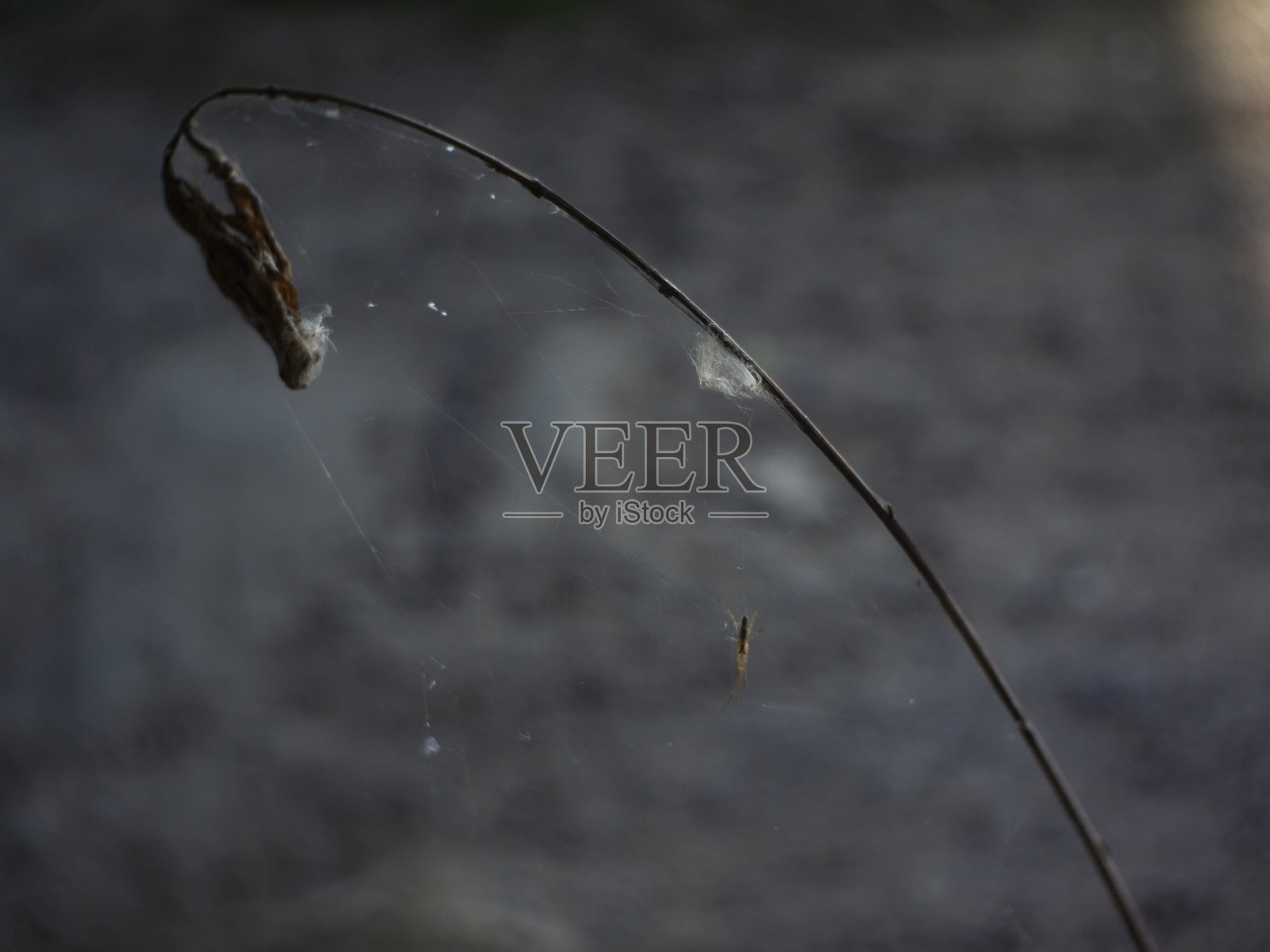 草中织网的大蜘蛛照片摄影图片