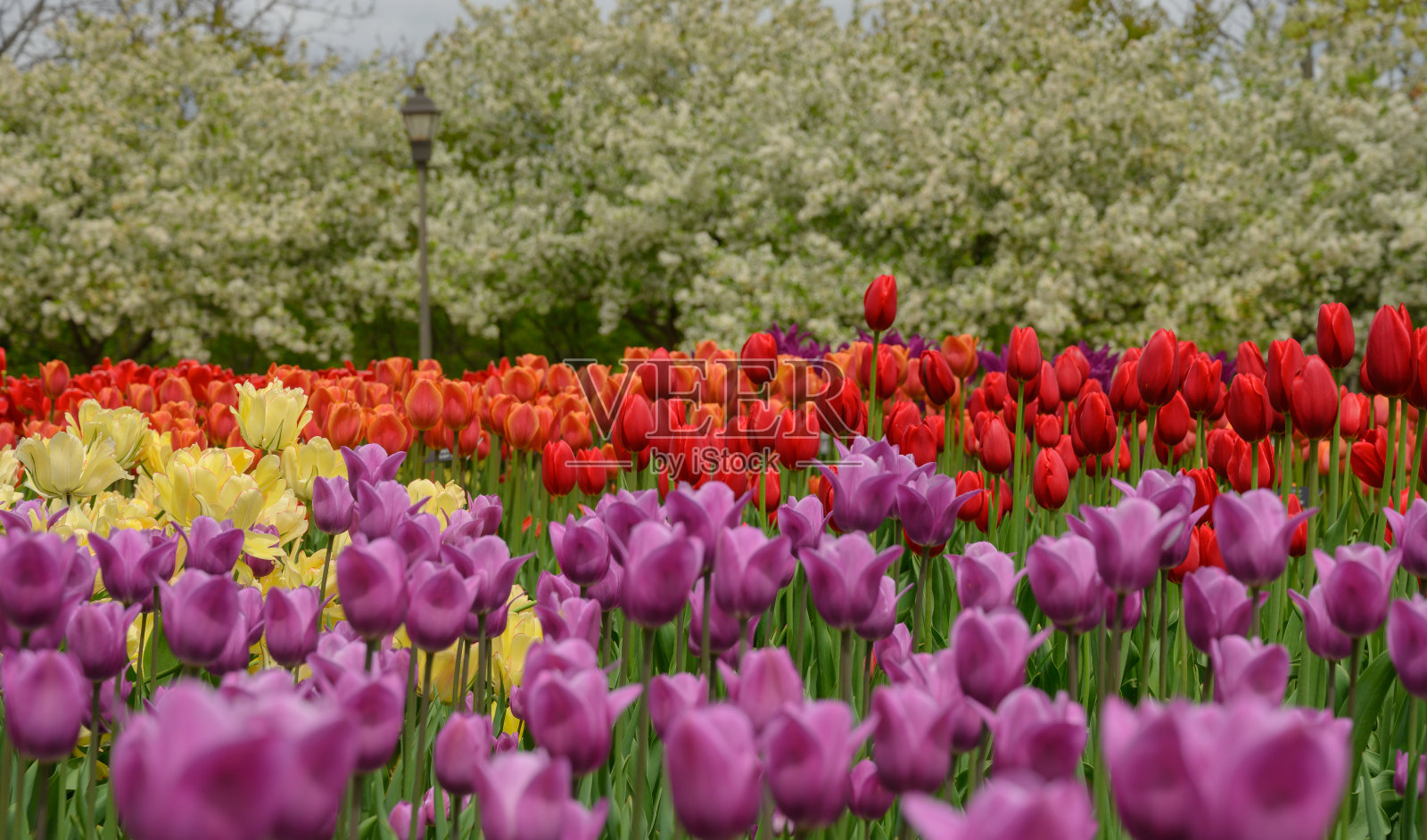 花圃里的彩色郁金香照片摄影图片