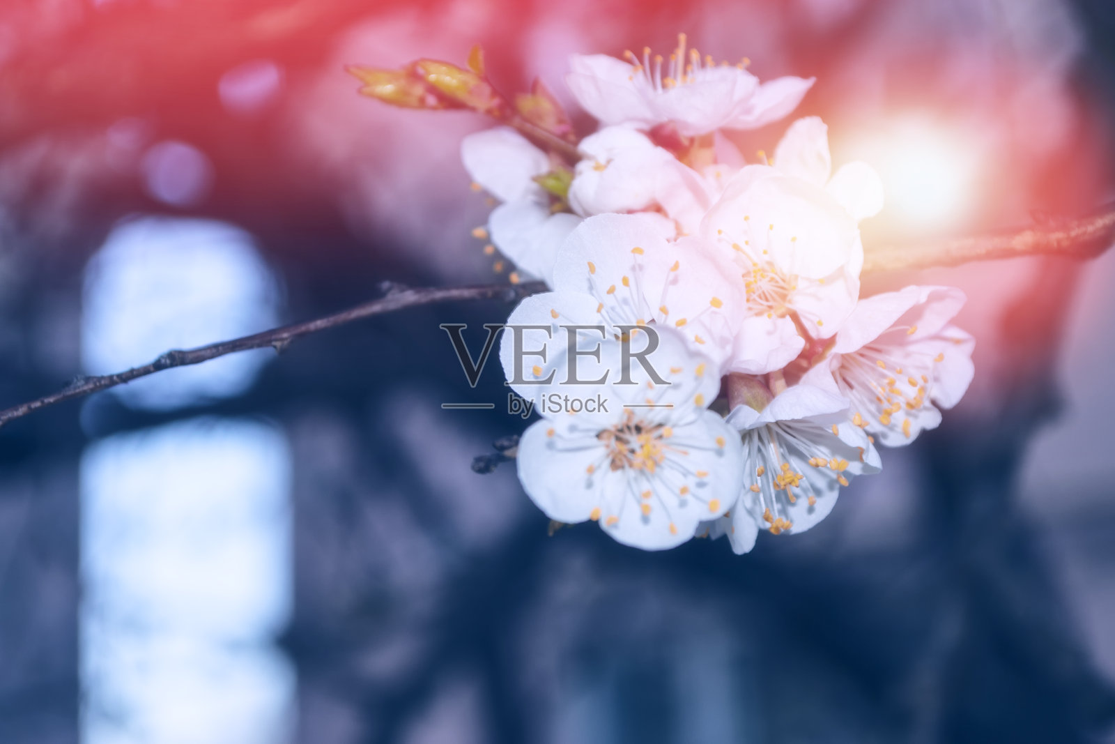 鲜艳多彩的春花。美丽的自然风景照片摄影图片