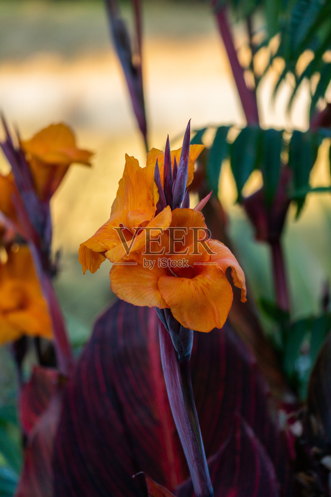 花照片摄影图片