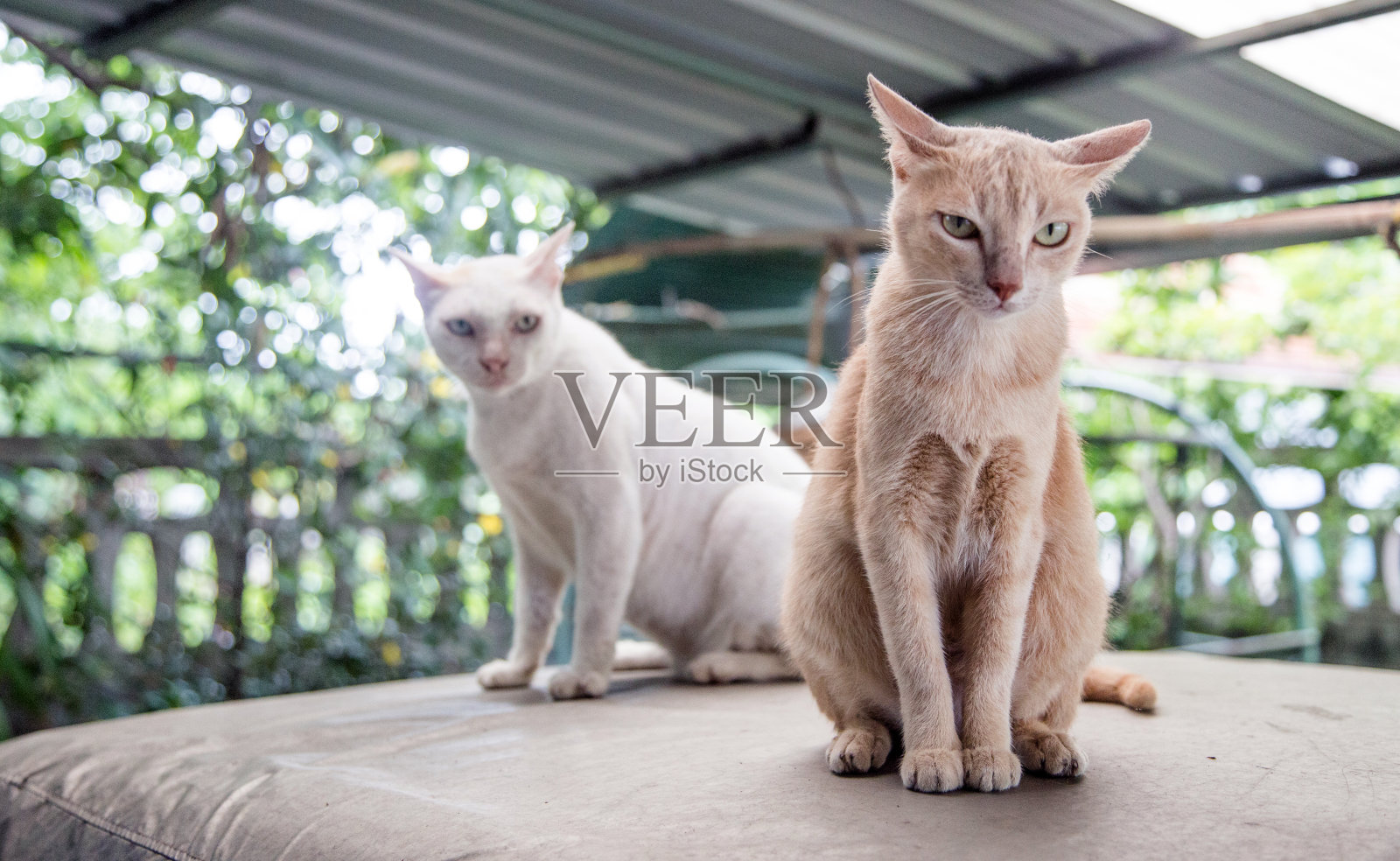 肖像照片的猫在车上看着相机照片摄影图片