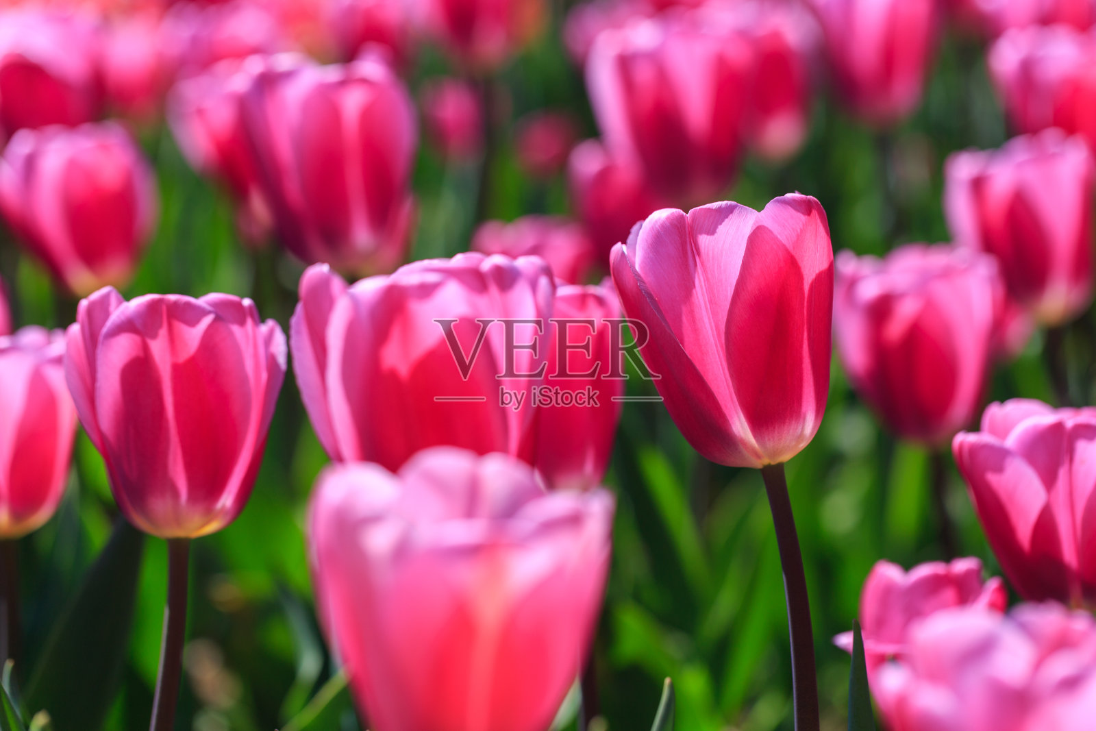 室外公园里粉红色郁金香和绿叶的特写。春天里美丽的花朵照片摄影图片