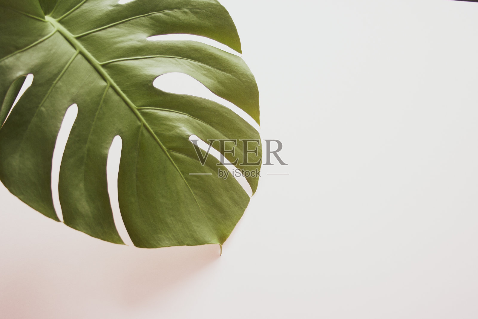 蓬莱蕉叶背景。色彩柔和的热带丛林棕榈叶。副本的空间。夏天最小的背景平铺，从上面看照片摄影图片