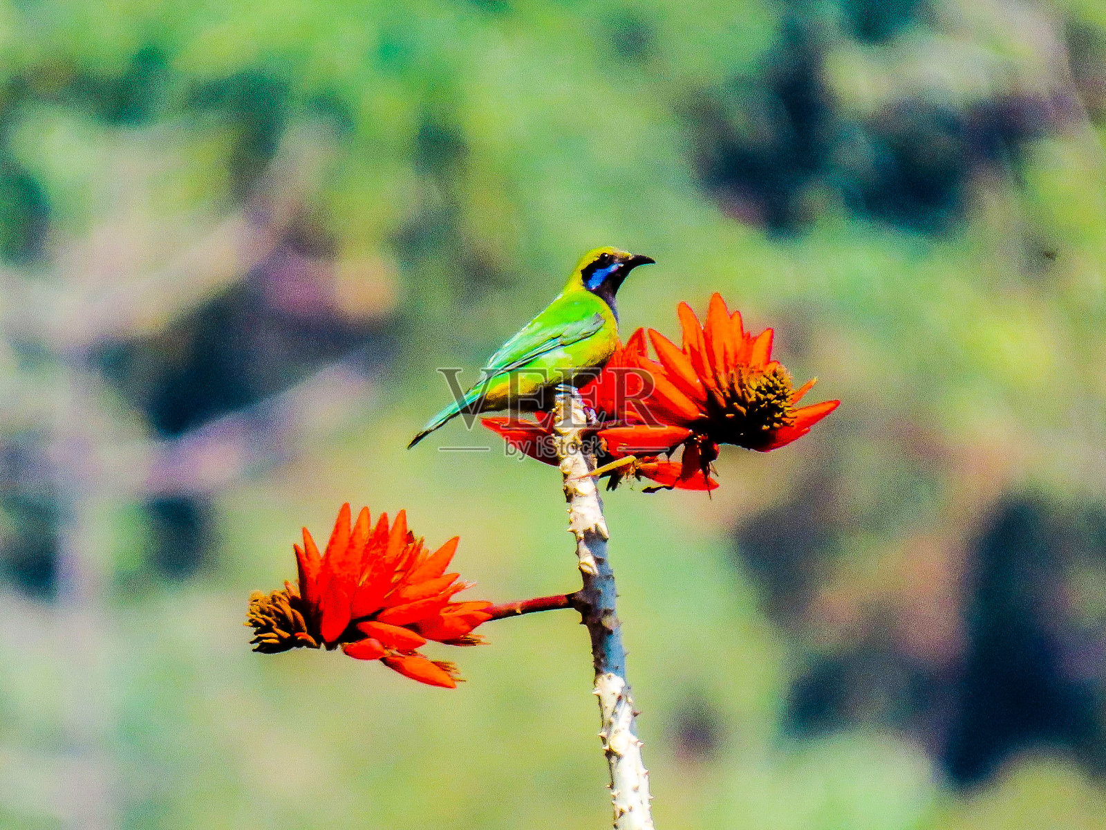 鸟栖息在植物上的特写镜头照片摄影图片