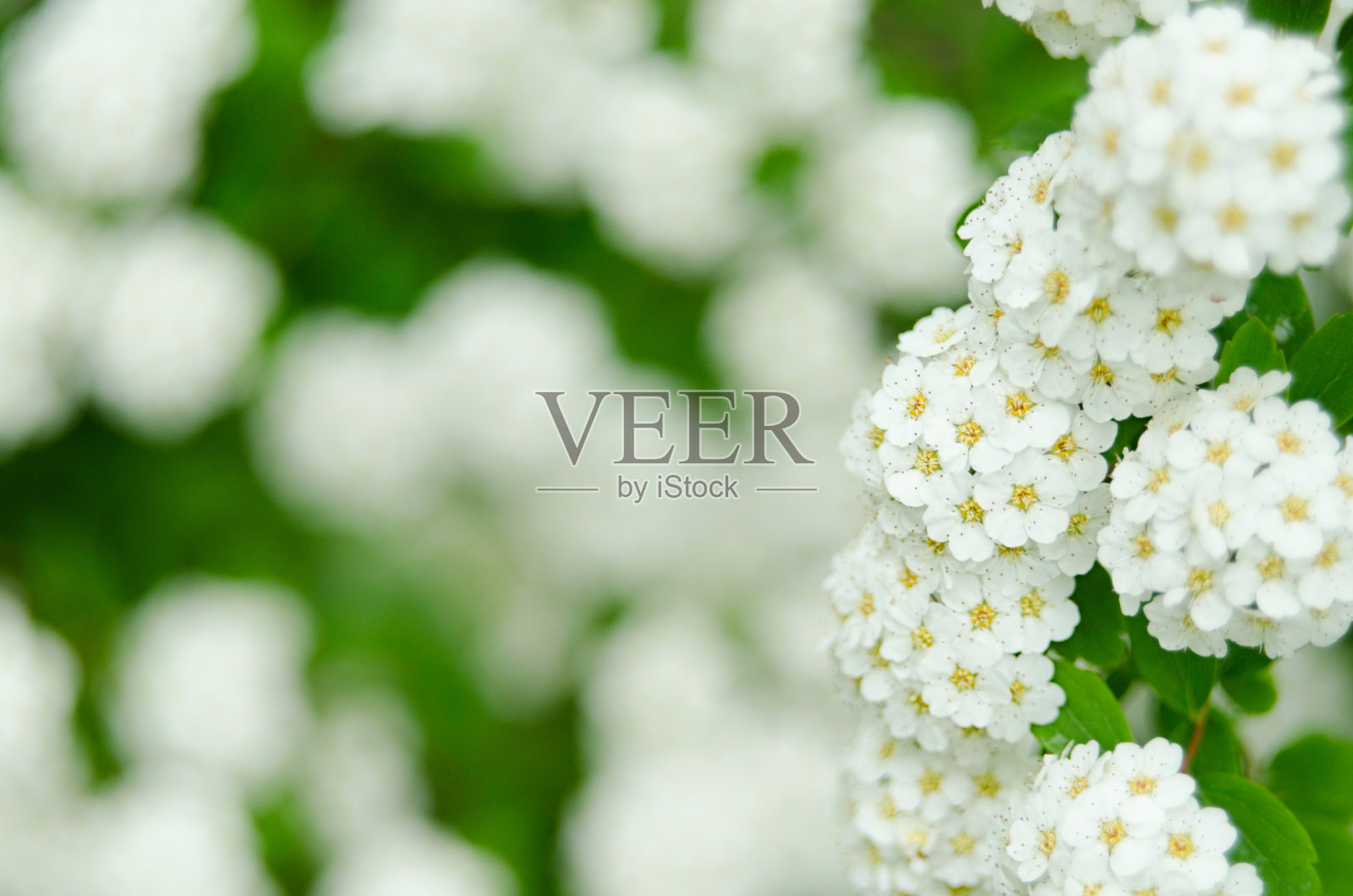 开花的灌木，白色的花，名叫绣线菊。白色绣线菊的一支。春天开花的概念。照片摄影图片