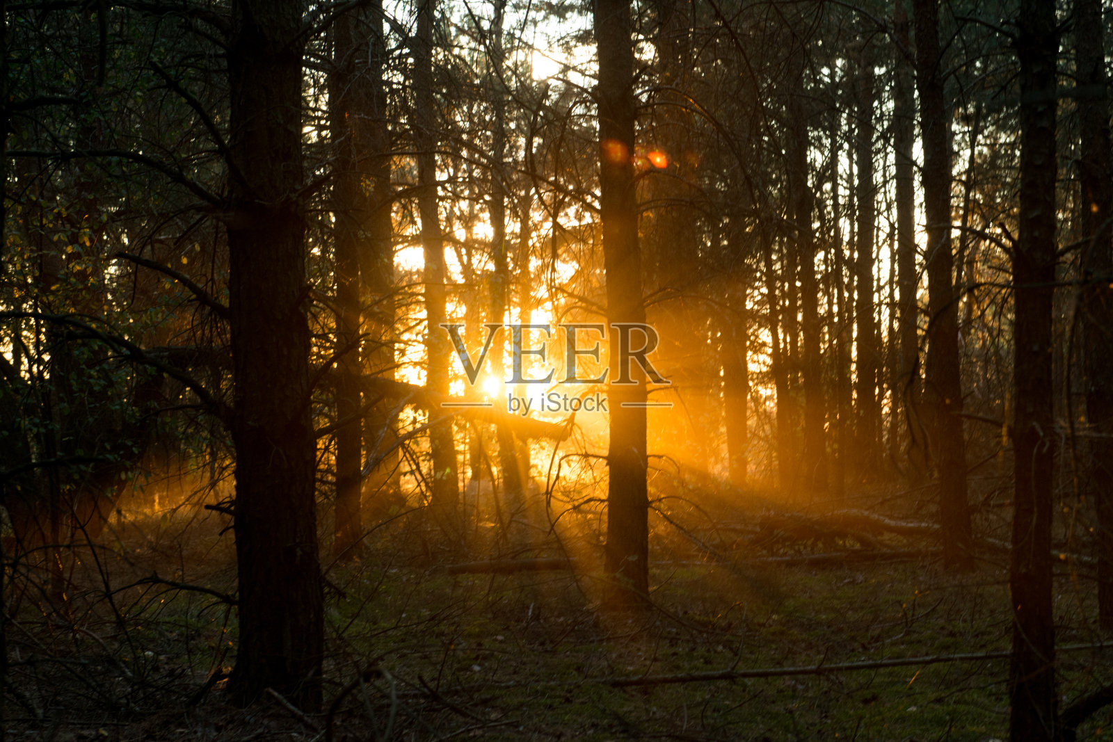 阳光穿过黑暗的黄昏森林照片摄影图片