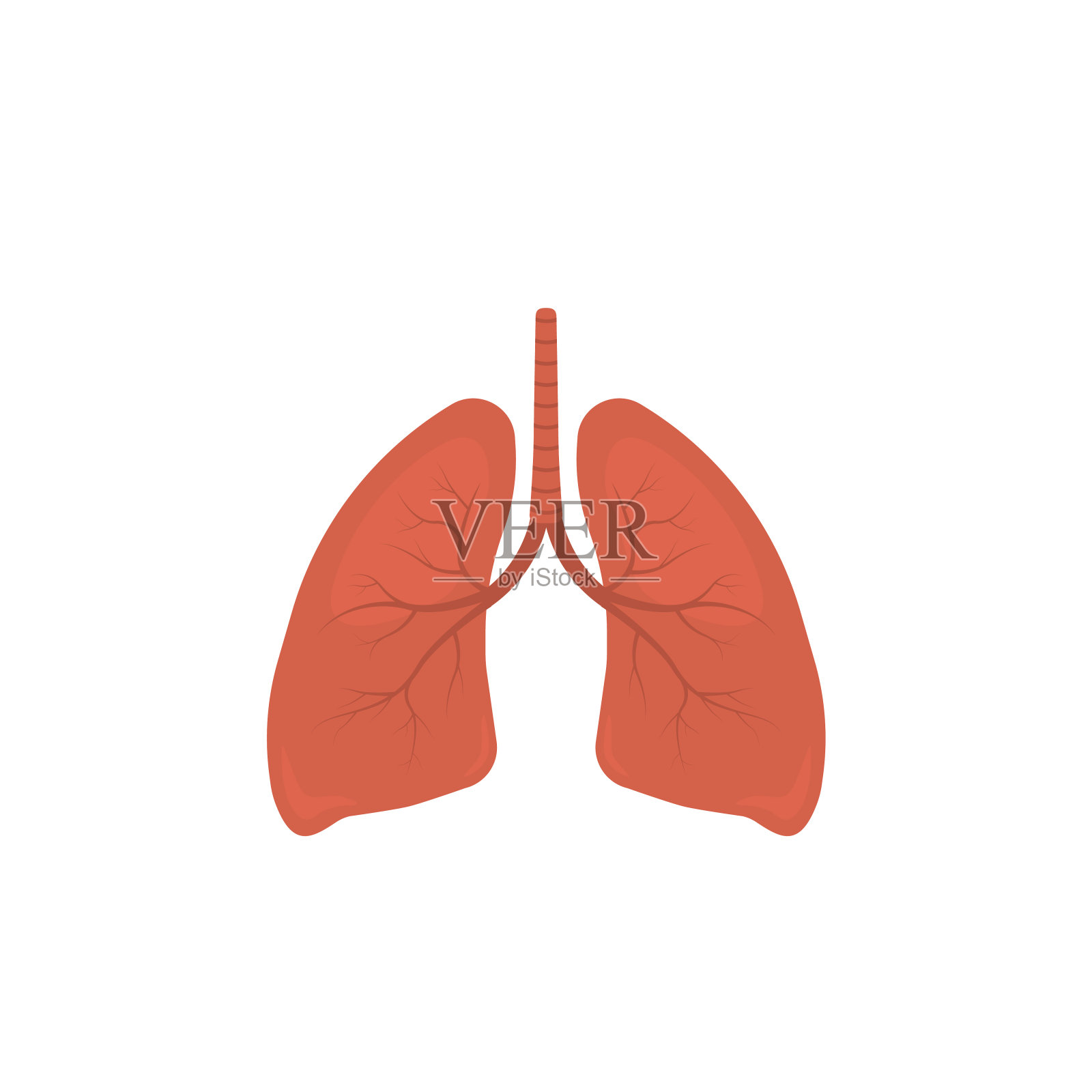 人体肺部载体图解插画图片素材