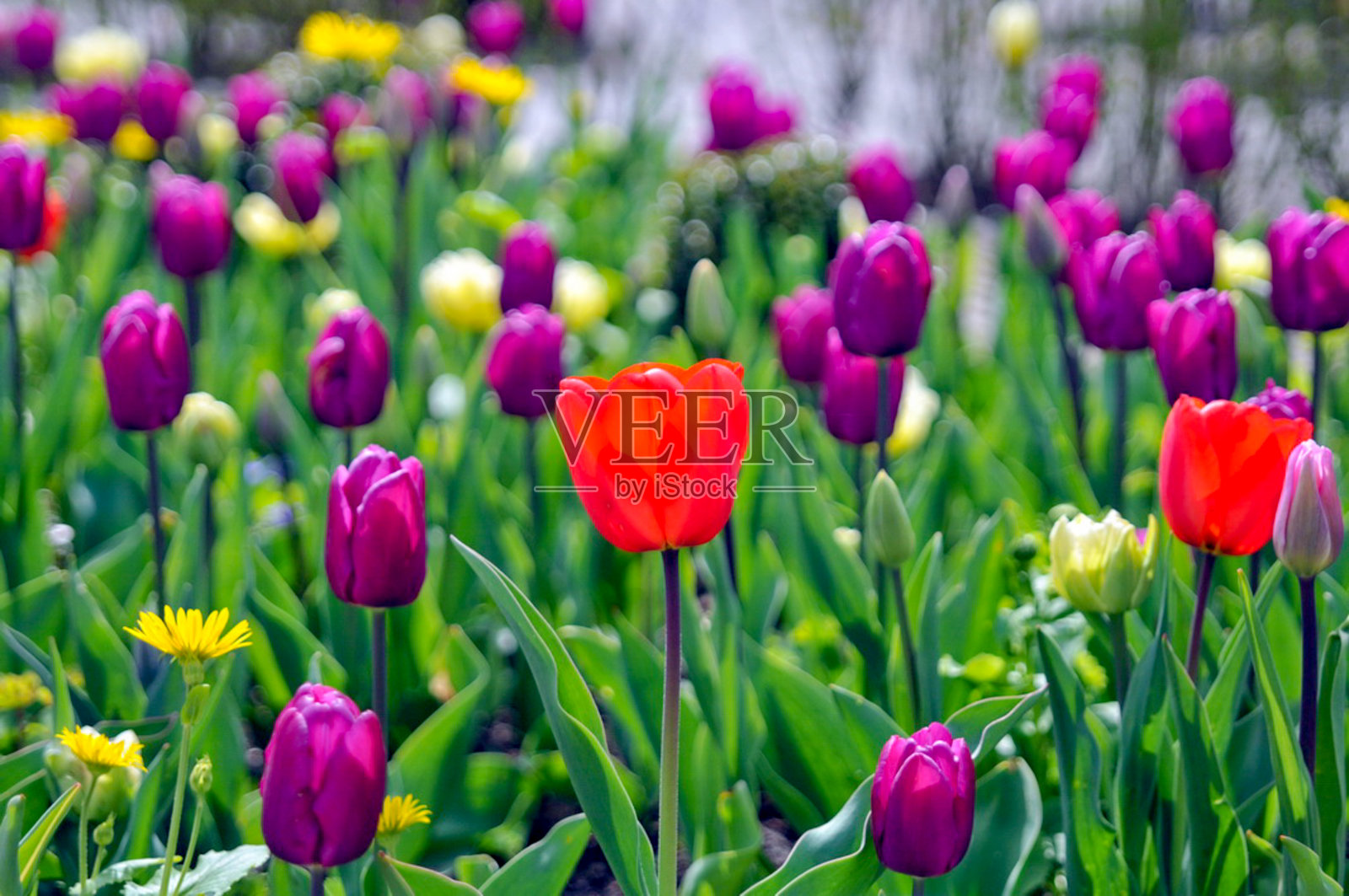 荷兰郁金香田照片摄影图片