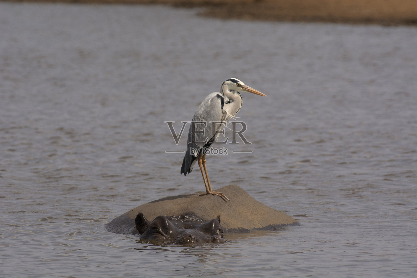 苍鹭，Ardea cinerea坐在河马上。南非克鲁格国家公园照片摄影图片
