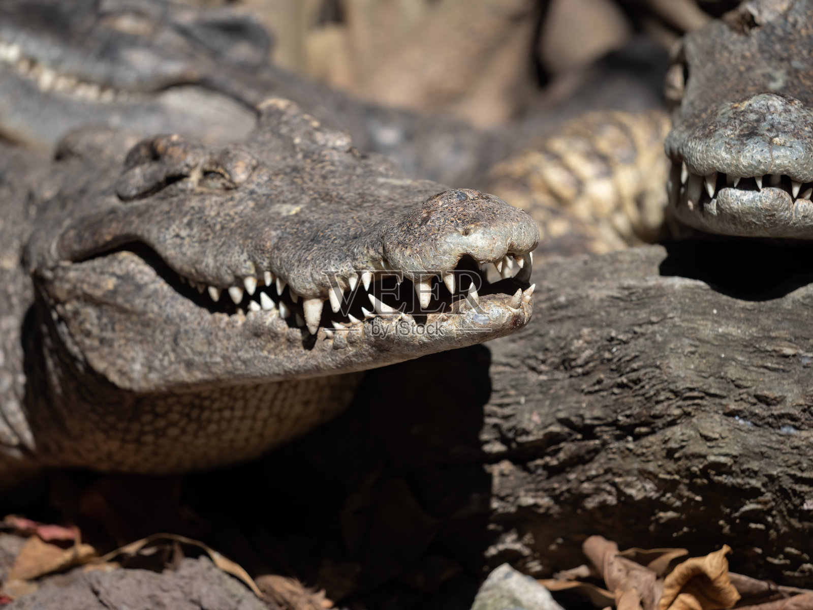 近嘴鳄鱼是日光浴孤立的背景照片摄影图片