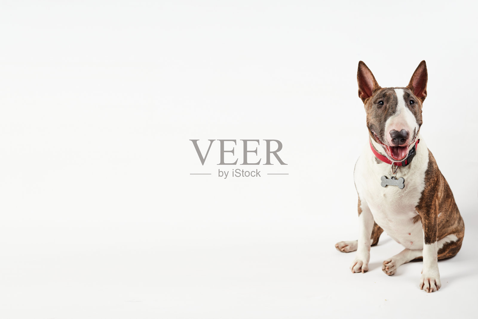 白色背景上美丽的斗牛梗照片摄影图片