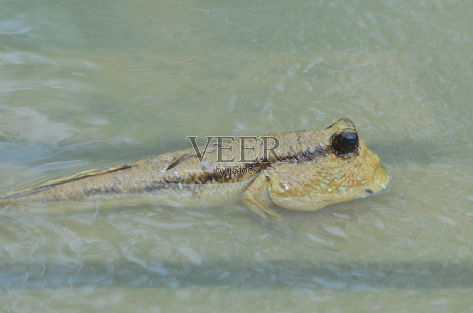 小弹涂鱼躺在水里照片摄影图片