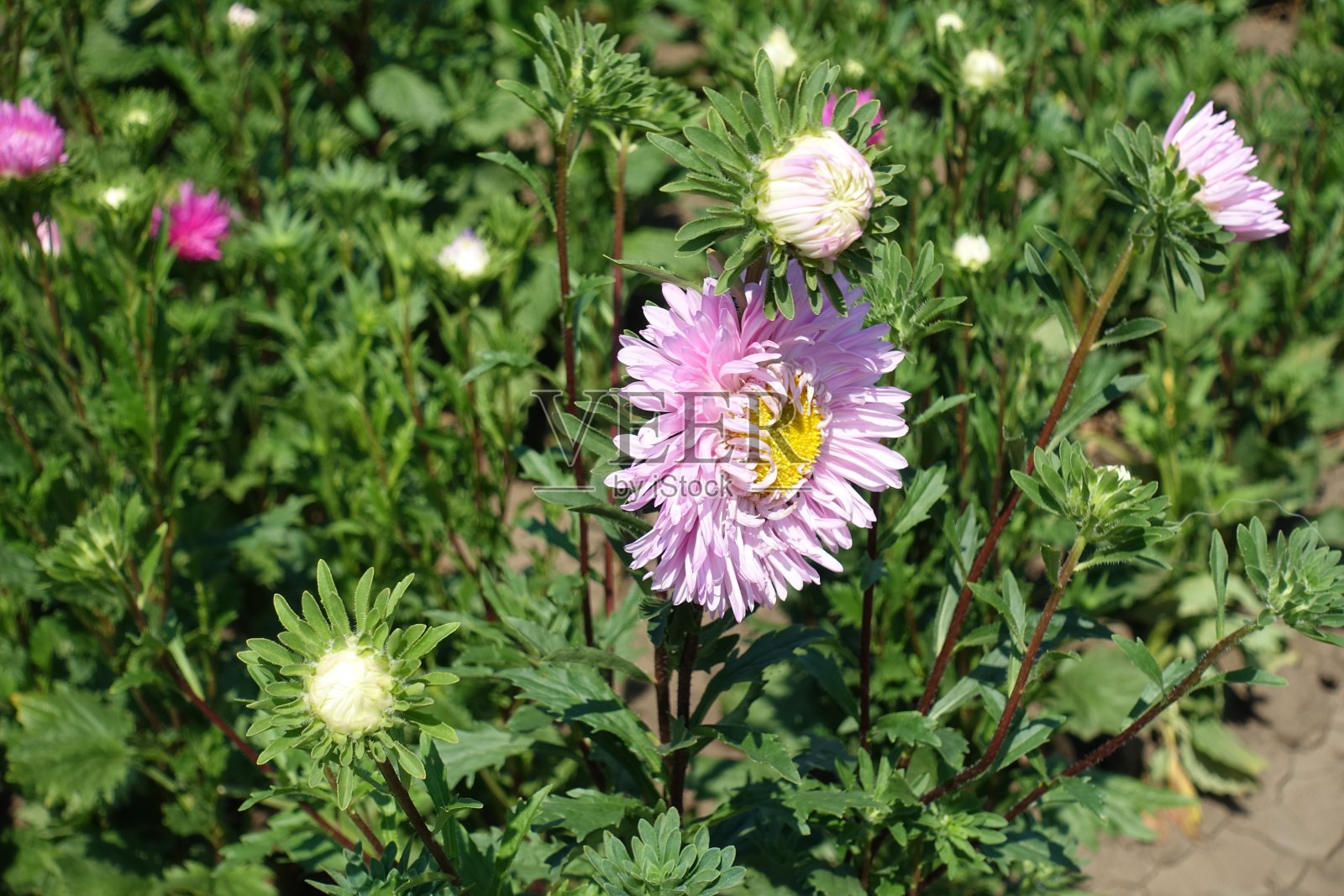 紫菀的淡粉色花头照片摄影图片
