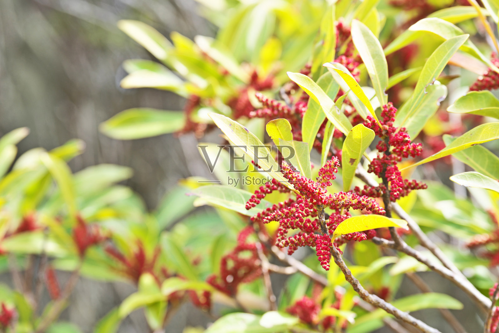 杨梅花照片摄影图片