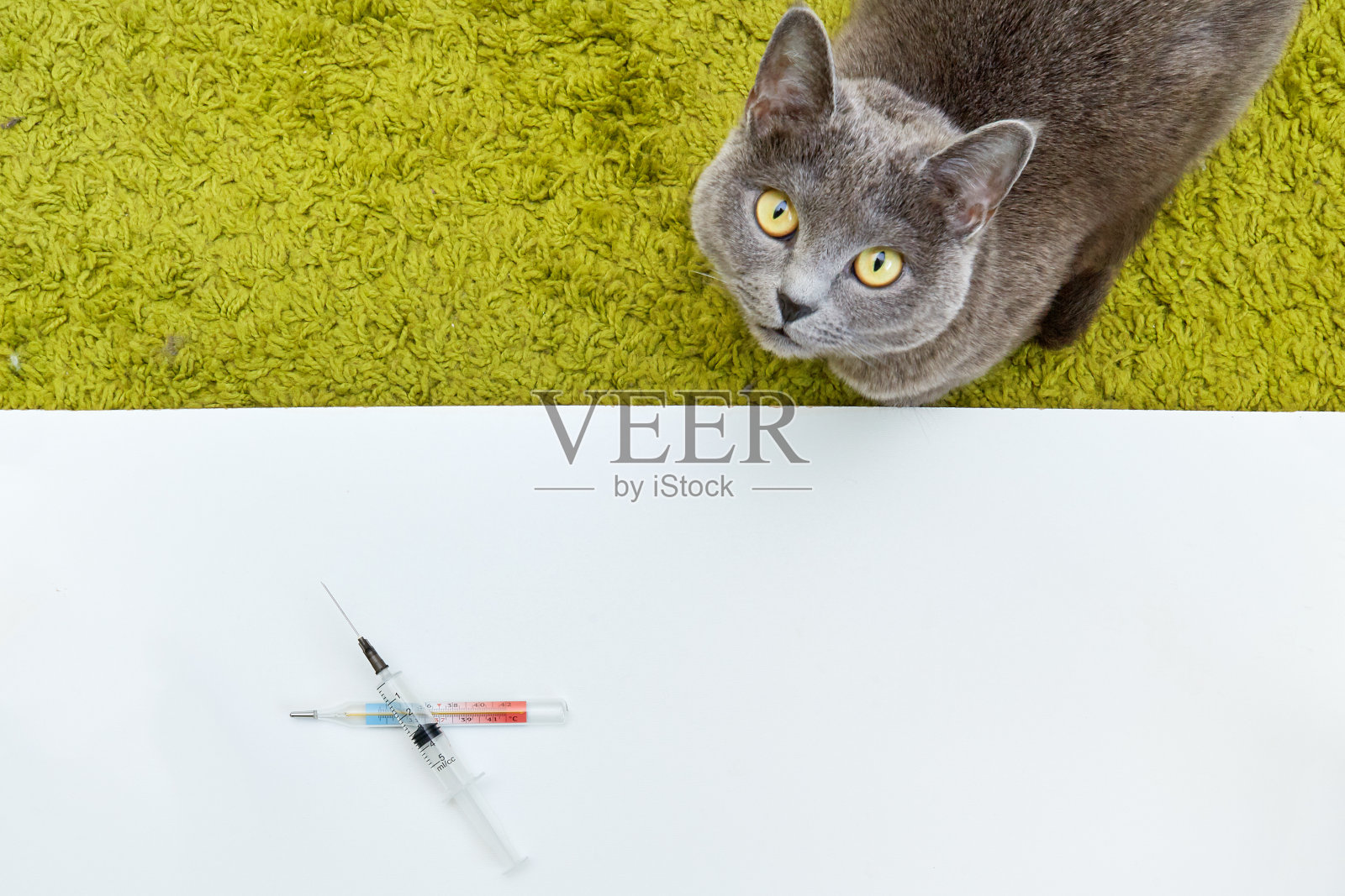 注射器躺在温度计和猫照片摄影图片