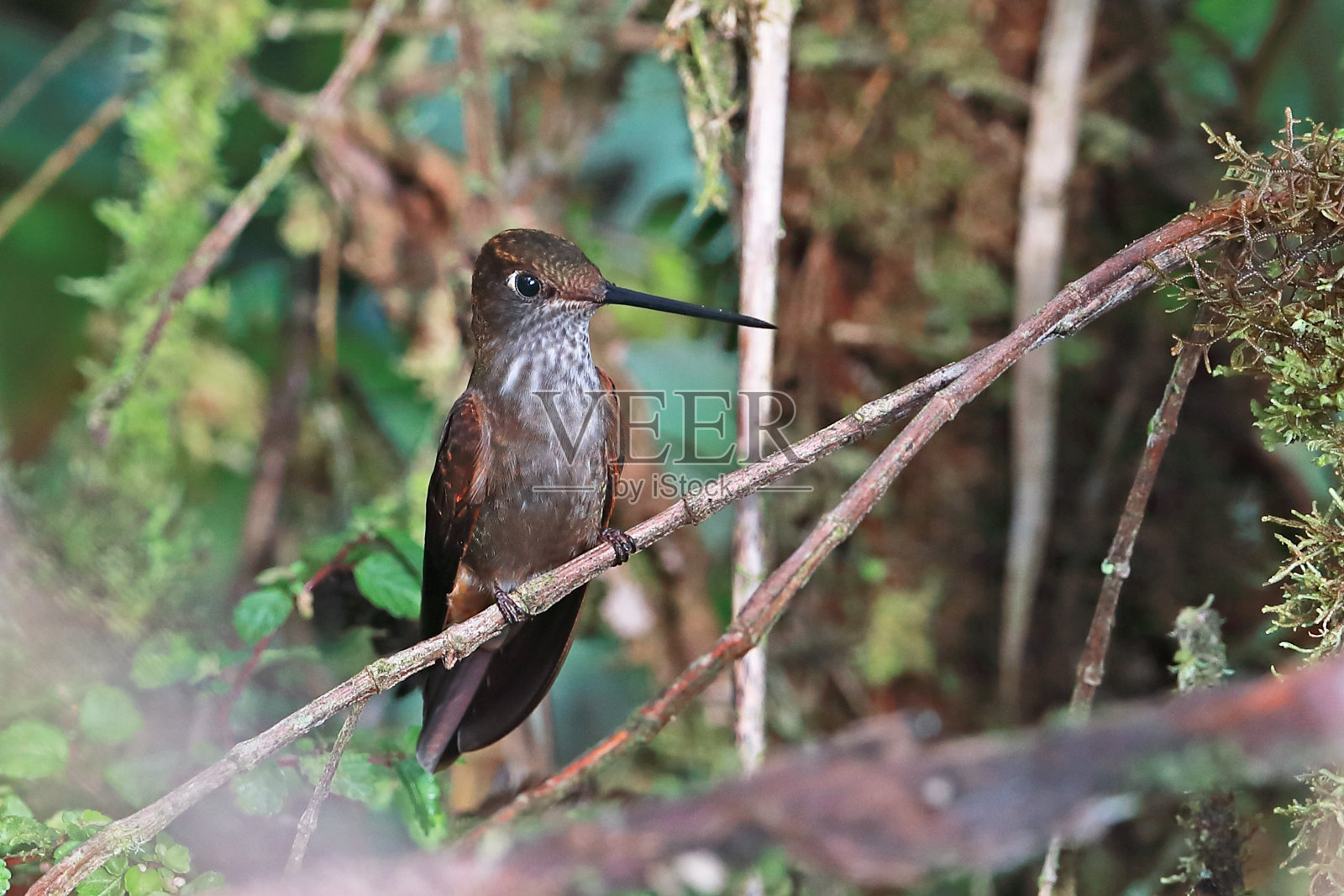 布朗蒂印加照片摄影图片