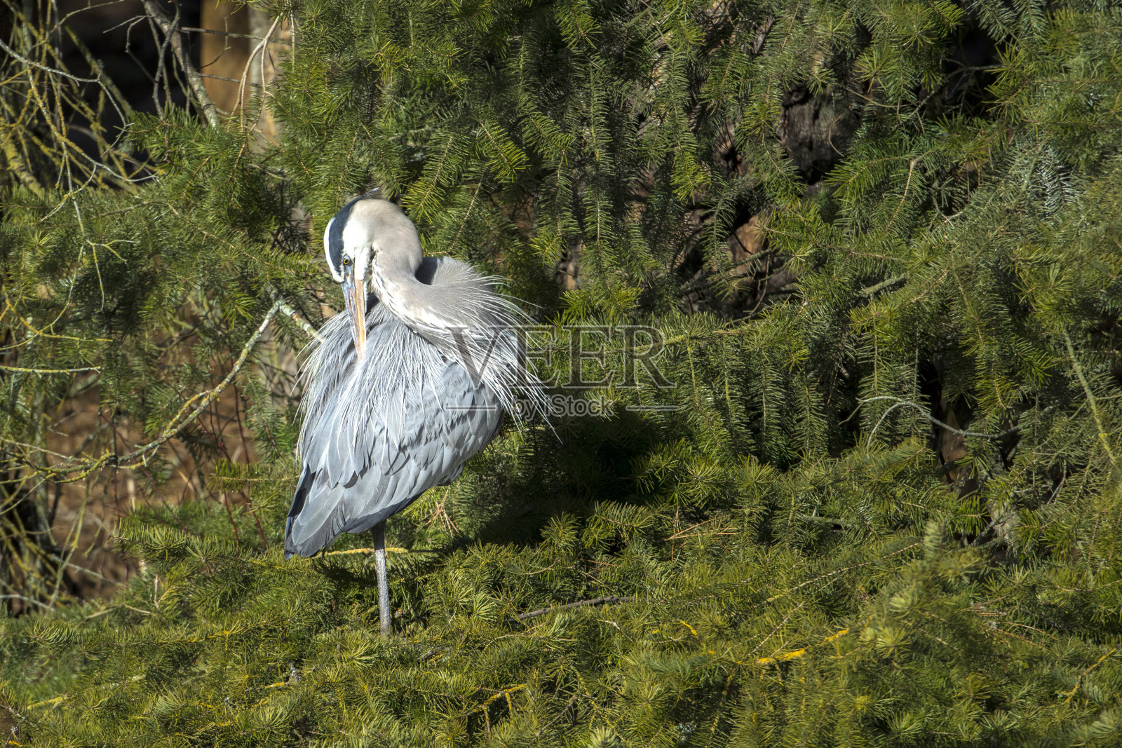 大蓝鹭用嘴梳理自己照片摄影图片