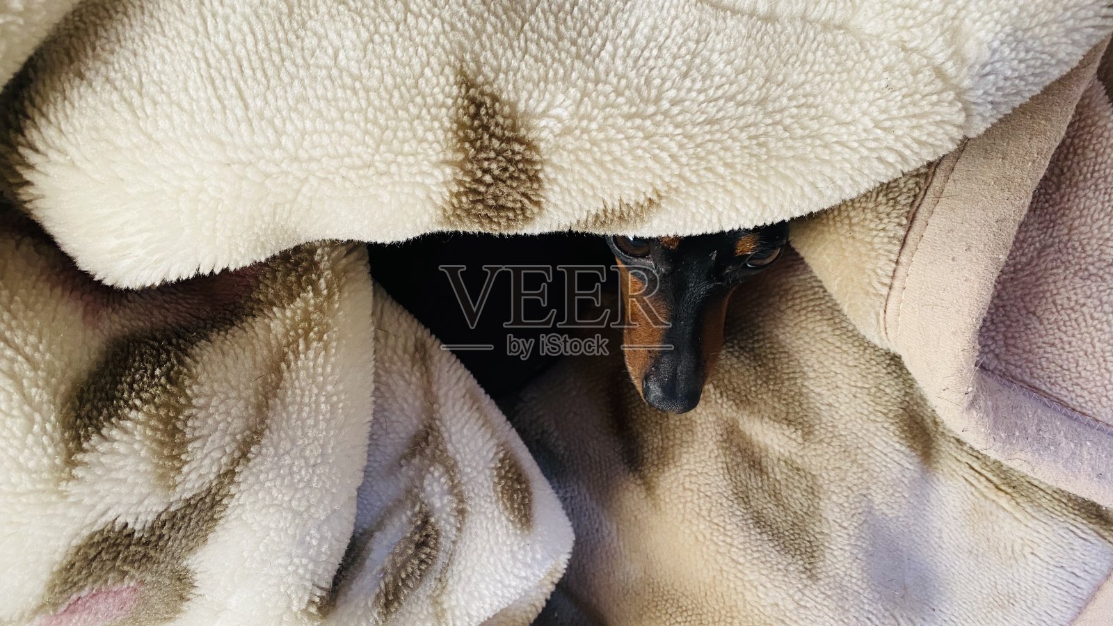 小鹦鹉在毯子里放松。照片摄影图片