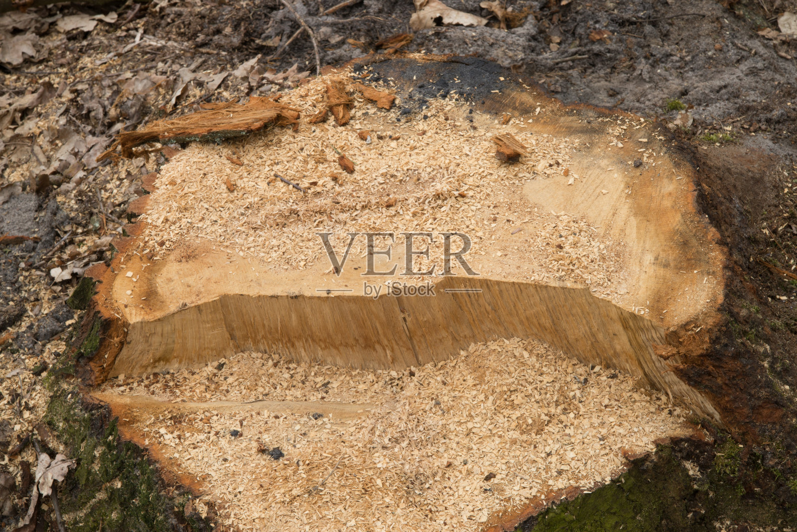 砍伐森林中的橡树桩照片摄影图片