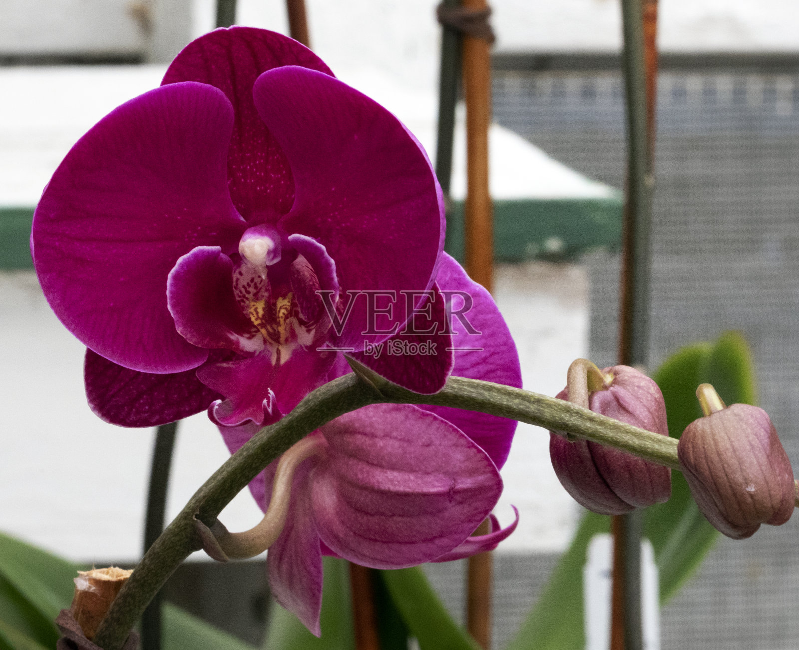 兰花照片摄影图片