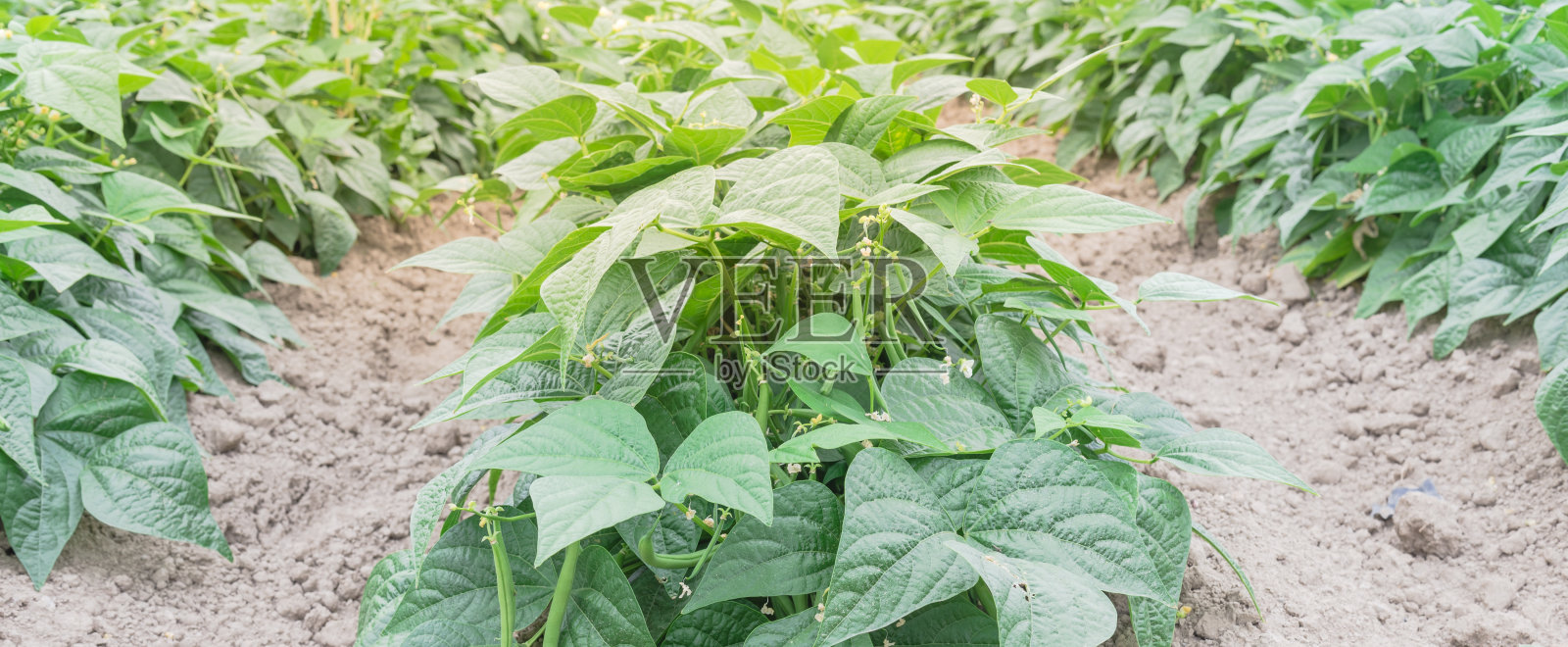 全景生机勃勃行绿灌木豆行山准备收获在华盛顿，美国照片摄影图片