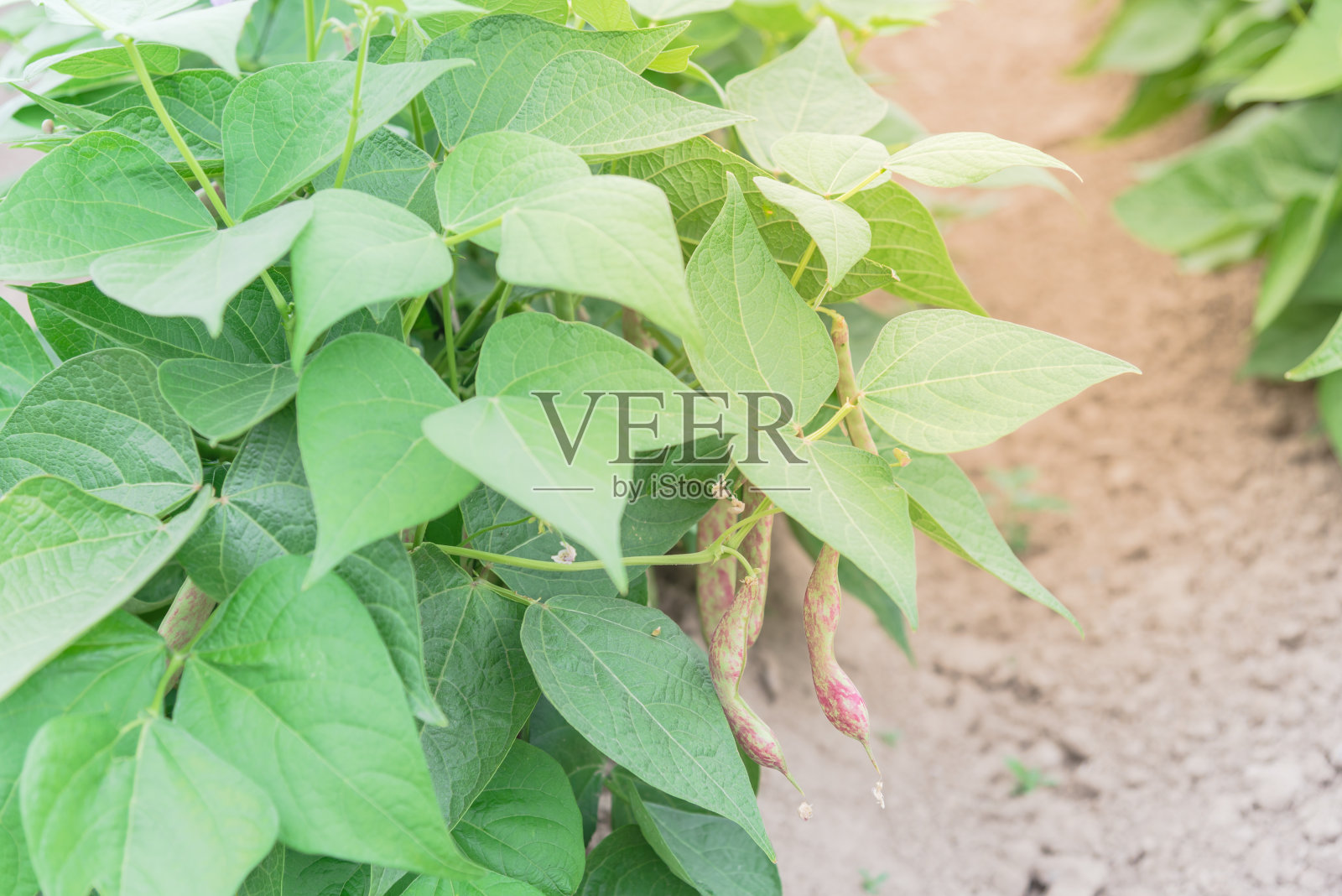 丰富的龙舌丛豆生长在row hill准备收获在华盛顿，美国照片摄影图片