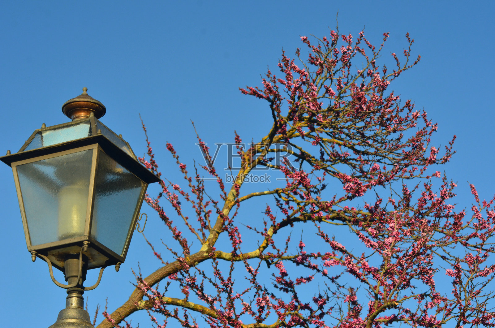 一盏玻璃街灯映衬着一棵缀满粉红色花朵和蓝色天空的树。照片摄影图片
