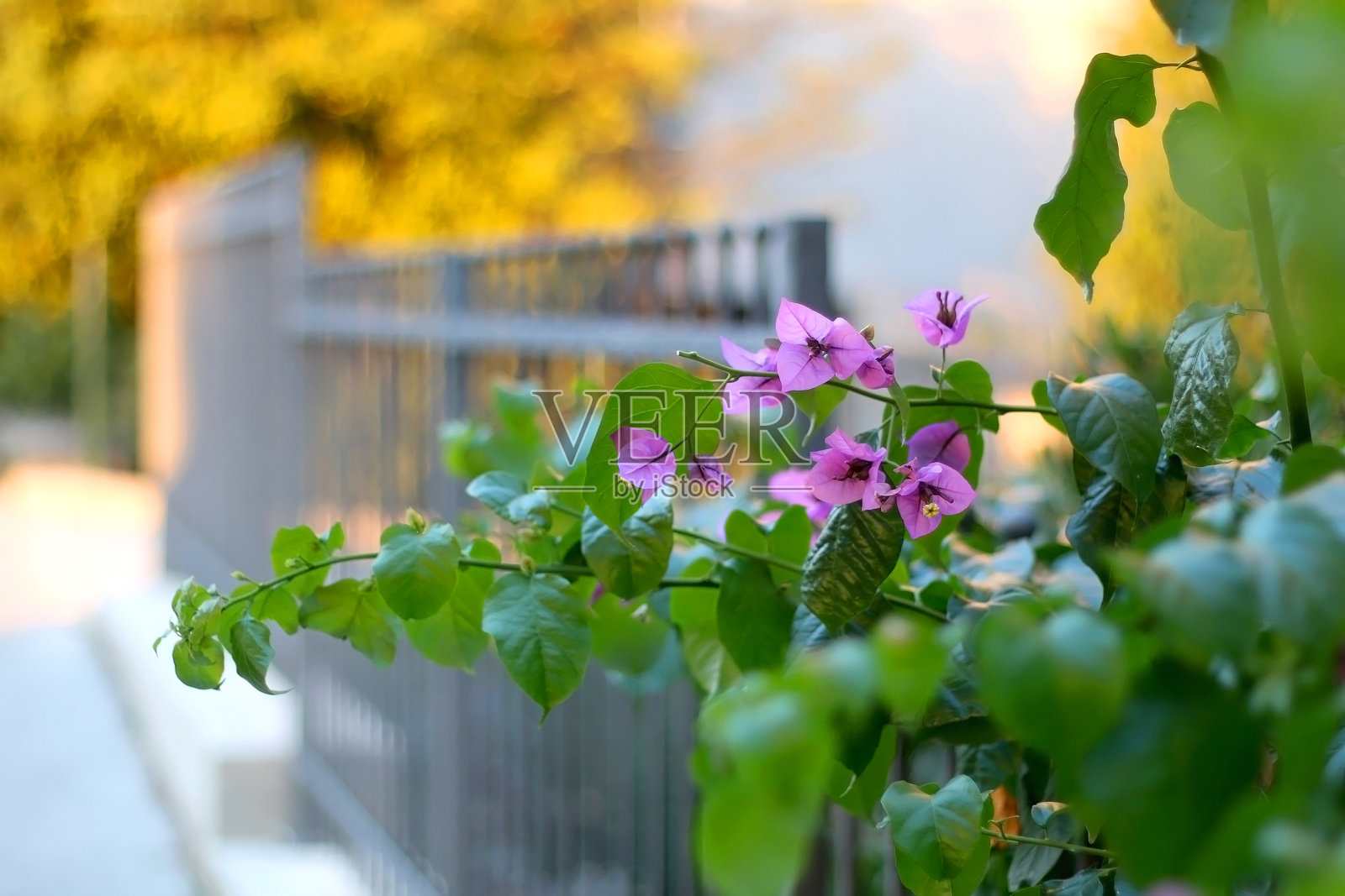 紫色的花照片摄影图片