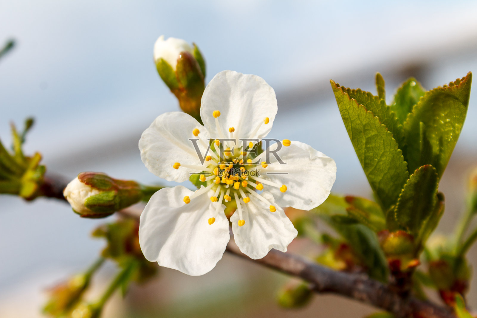 枝上有盛开的白花，樱花照片摄影图片