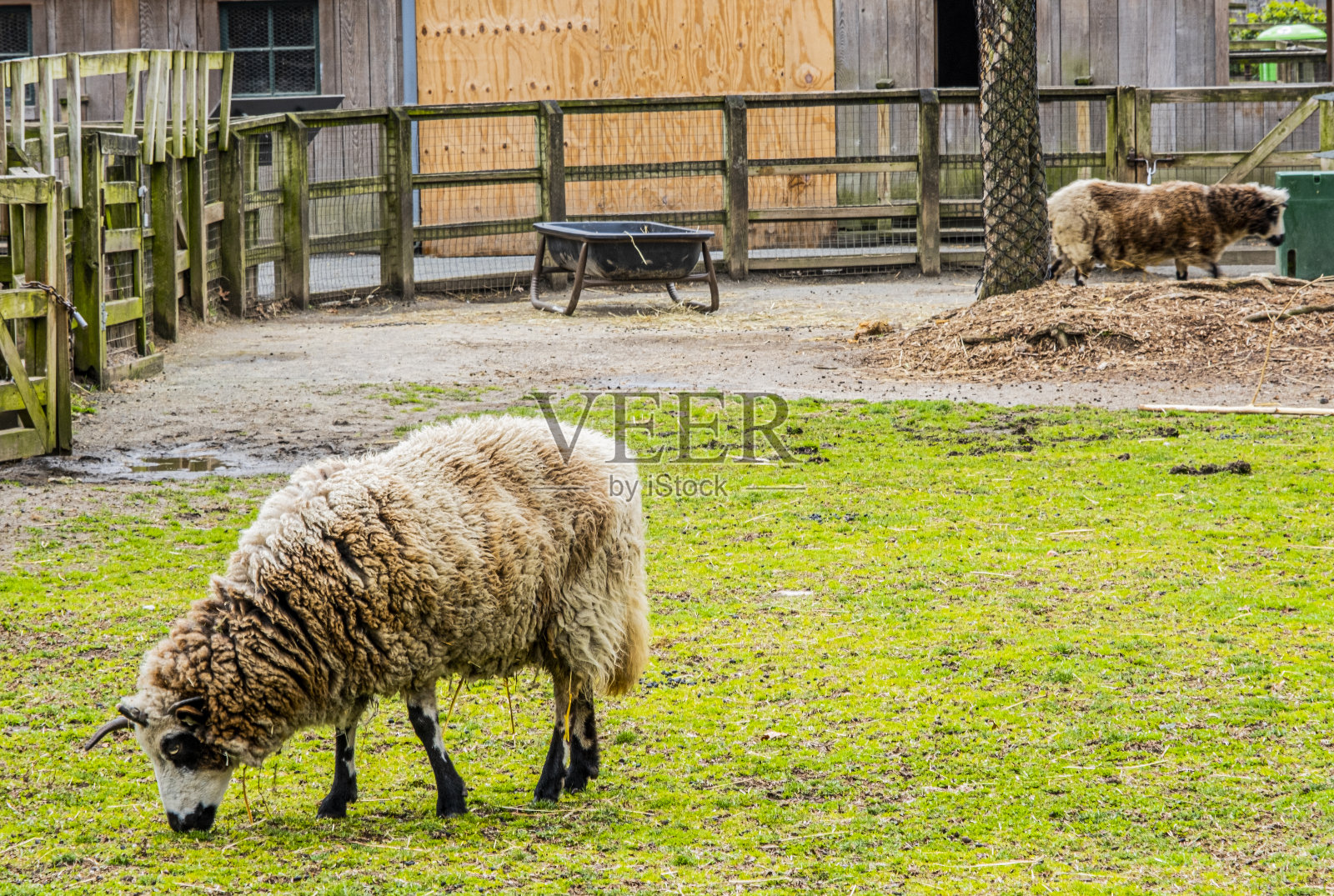 羊在照片摄影图片