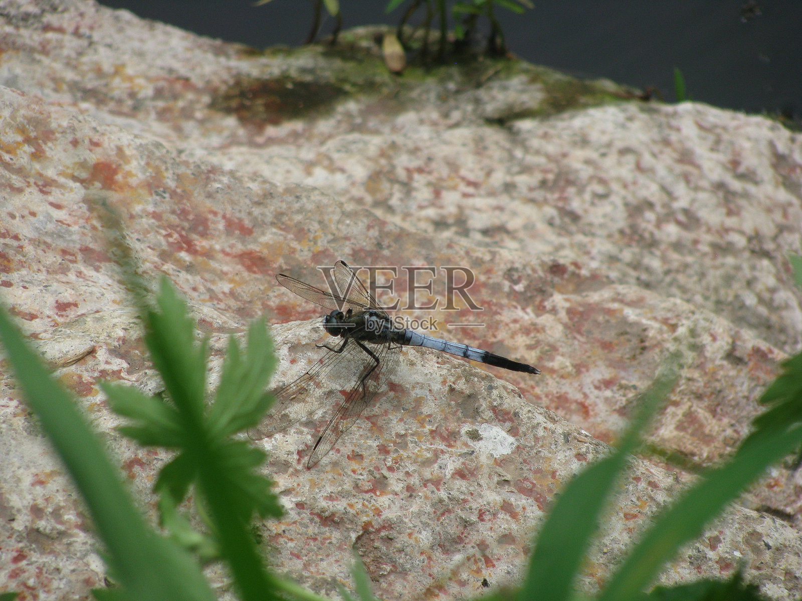蓝蜻蜓坐在一块杂色的石头上照片摄影图片