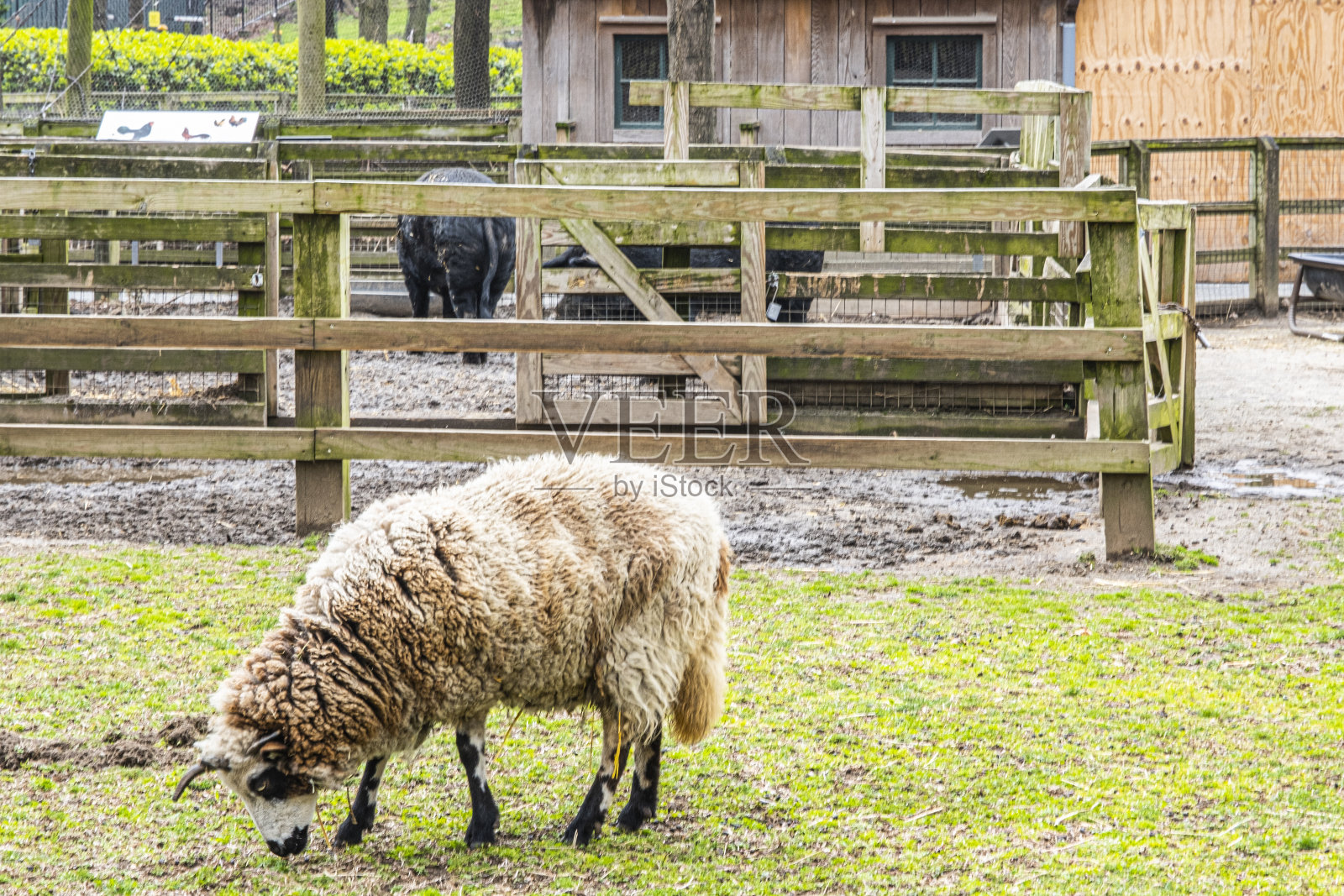 羊在照片摄影图片