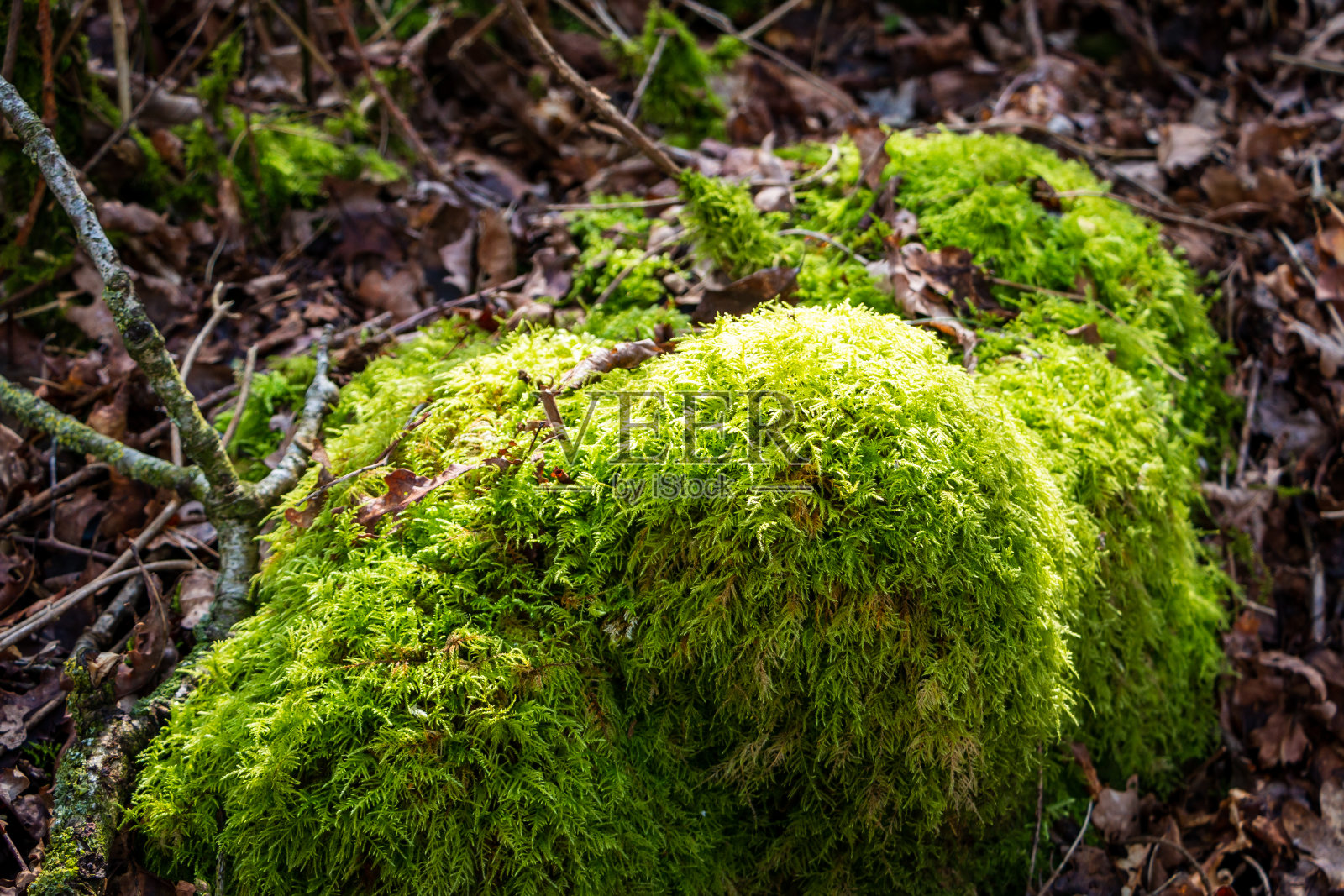 亮绿色苔藓的特写照片摄影图片