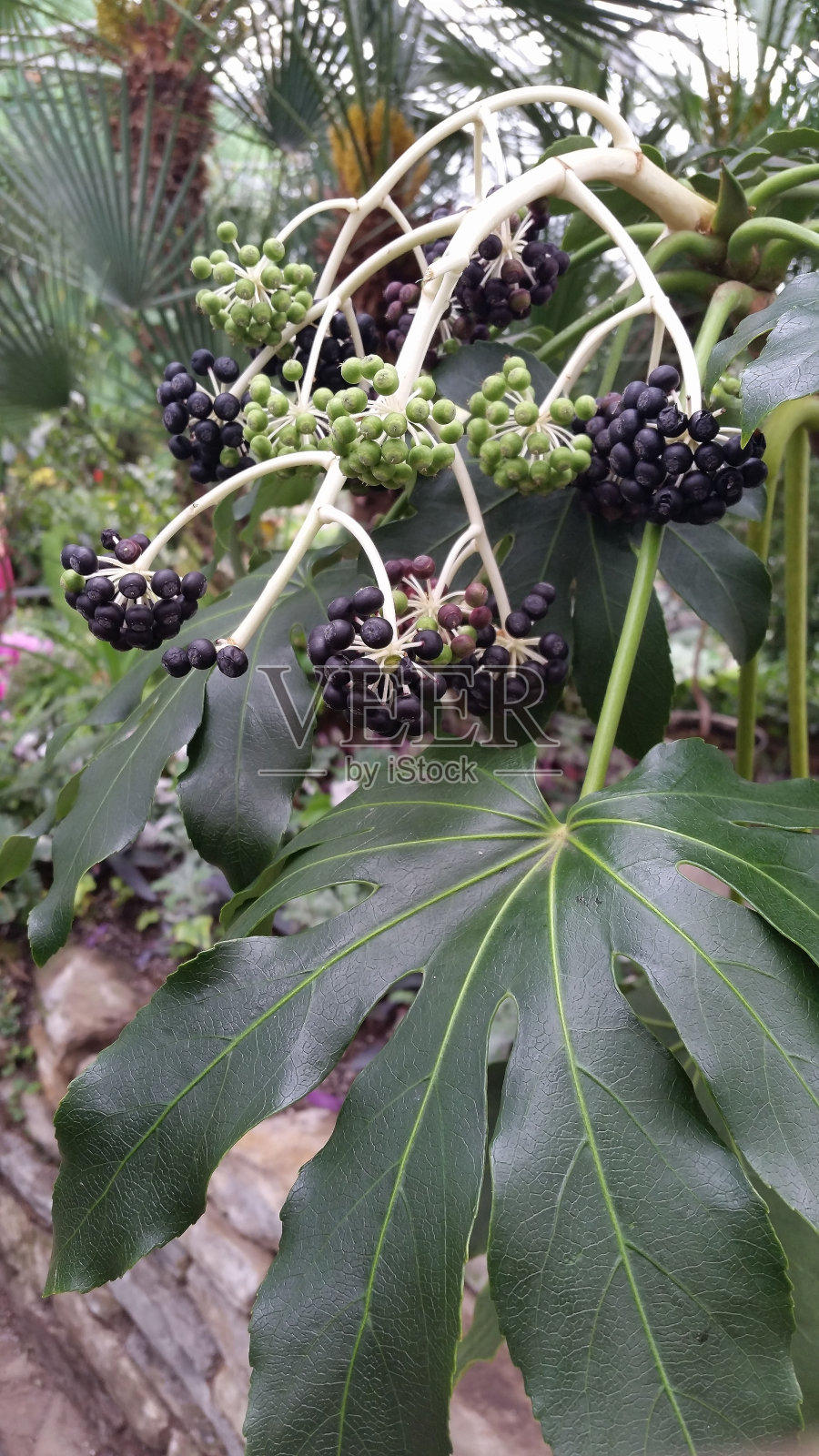 日本楤木(fassia japonica)照片摄影图片